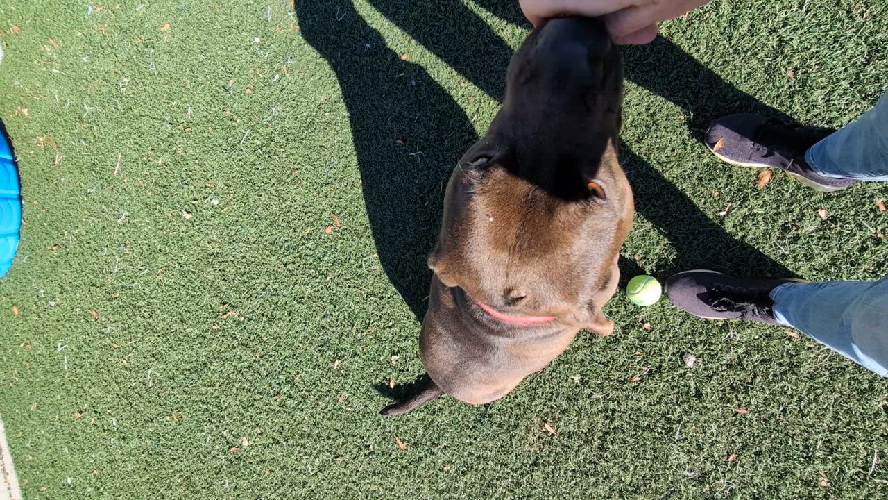 Enlarge Charlie, a Adoptable mixed breed in Gainesville, GA video 5/7