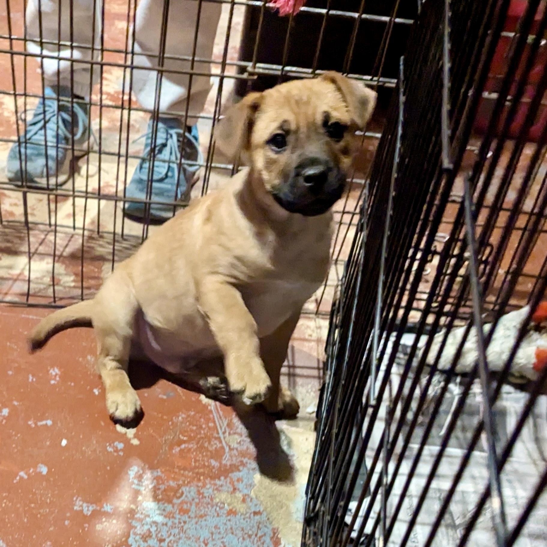 Enlarge Troy, a ADOPTABLE mixed breed in Paramus, NJ image 3/6