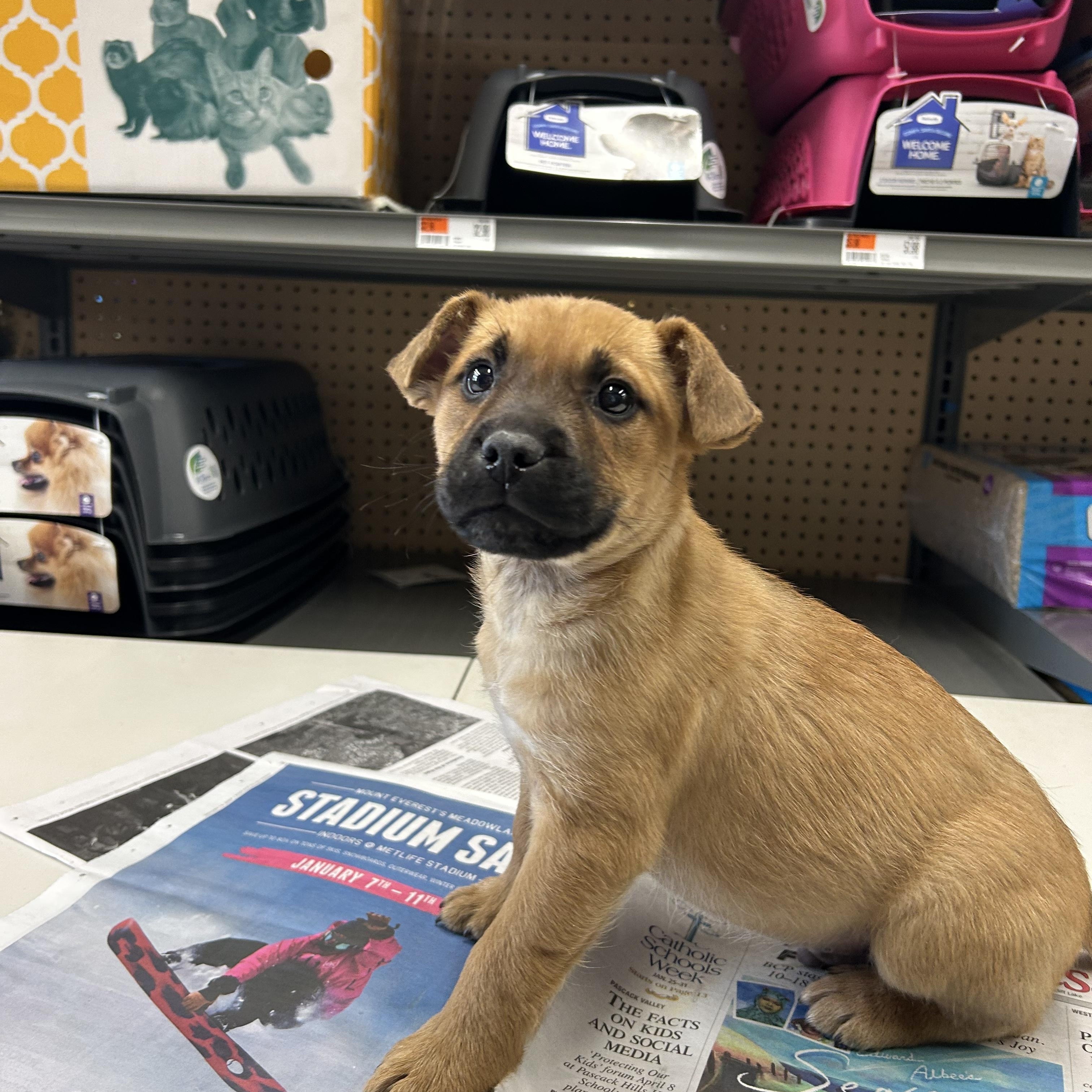 Enlarge Troy, a ADOPTABLE mixed breed in Paramus, NJ image 6/6