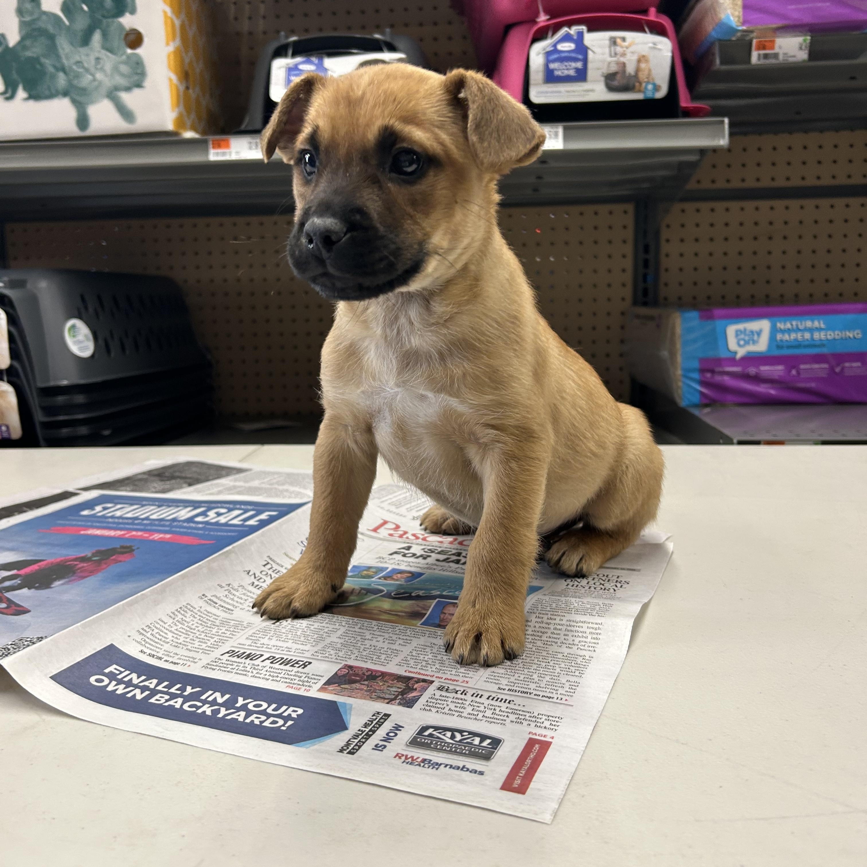 Enlarge Troy, a ADOPTABLE mixed breed in Paramus, NJ image 4/6