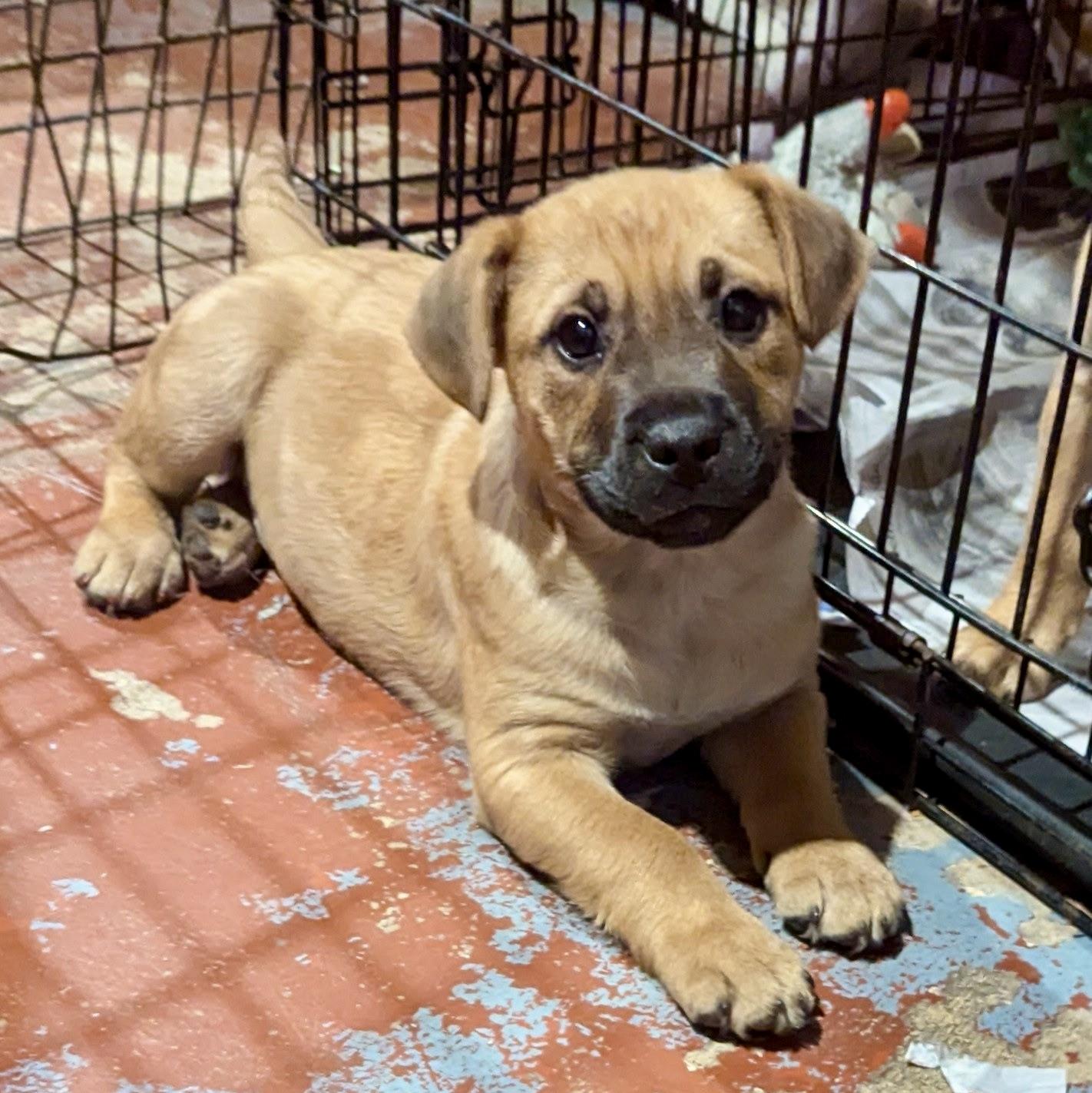 Enlarge Troy, a ADOPTABLE mixed breed in Paramus, NJ image 2/6