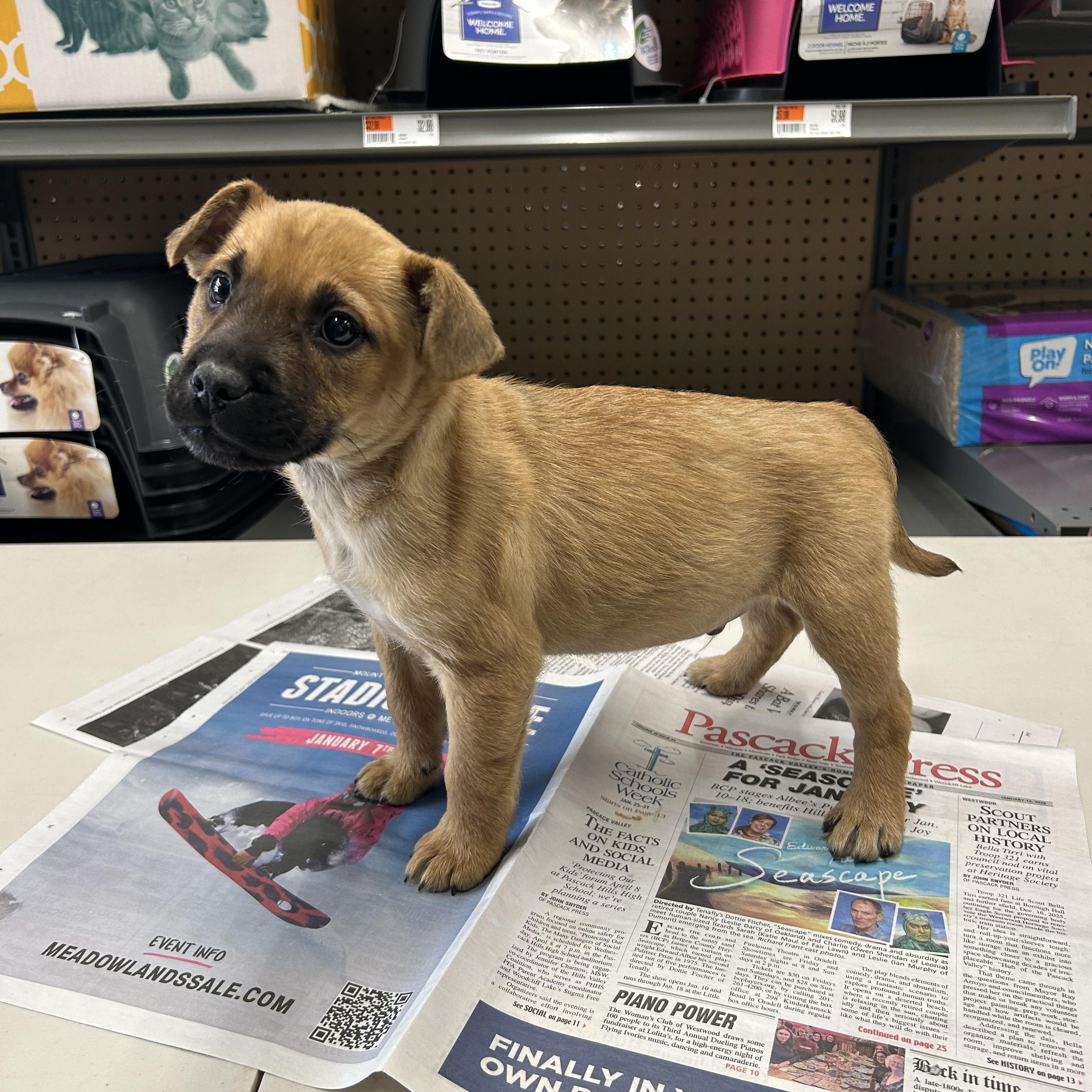 Enlarge Troy, a ADOPTABLE mixed breed in Paramus, NJ image 2/6