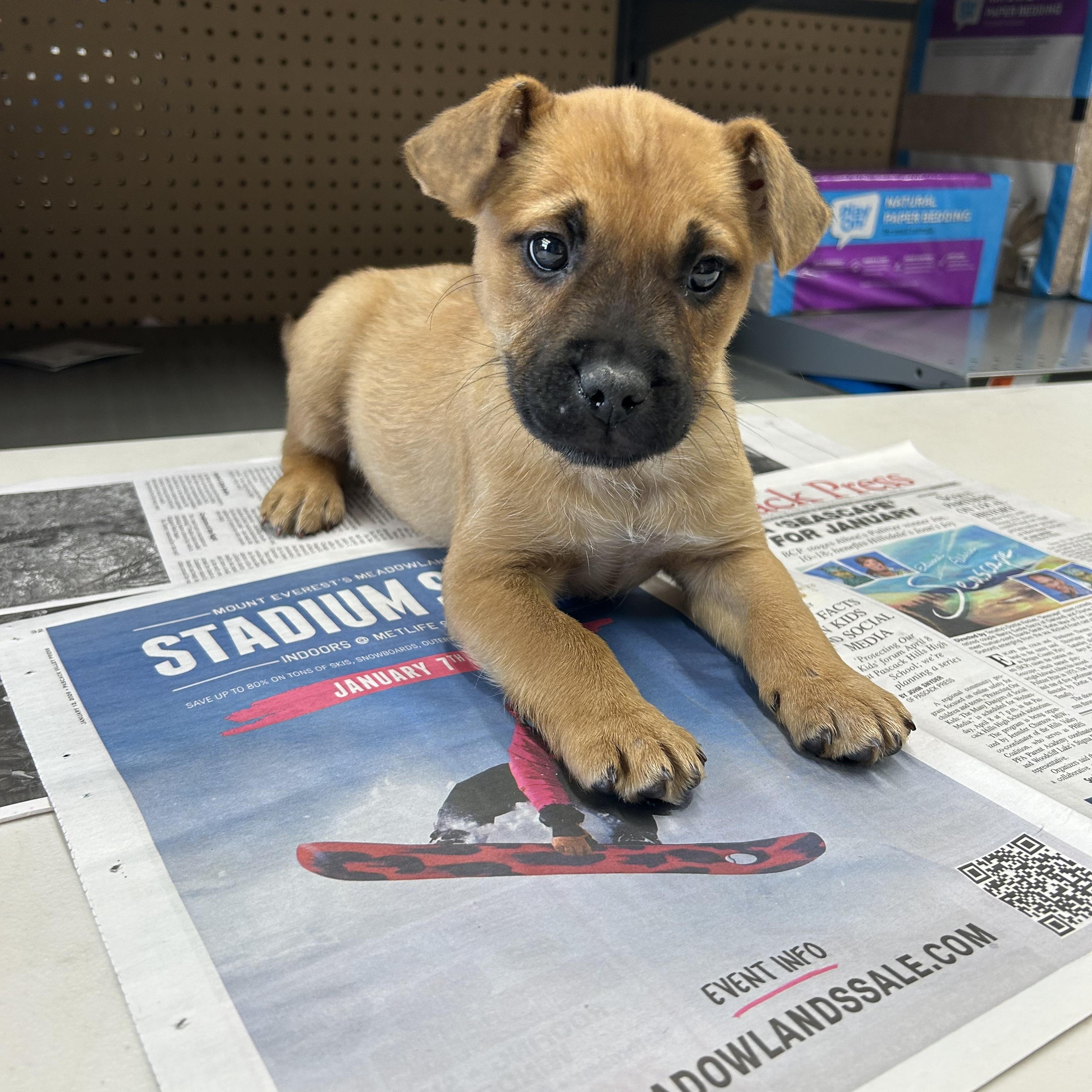 Enlarge Troy, a ADOPTABLE mixed breed in Paramus, NJ image 1/6