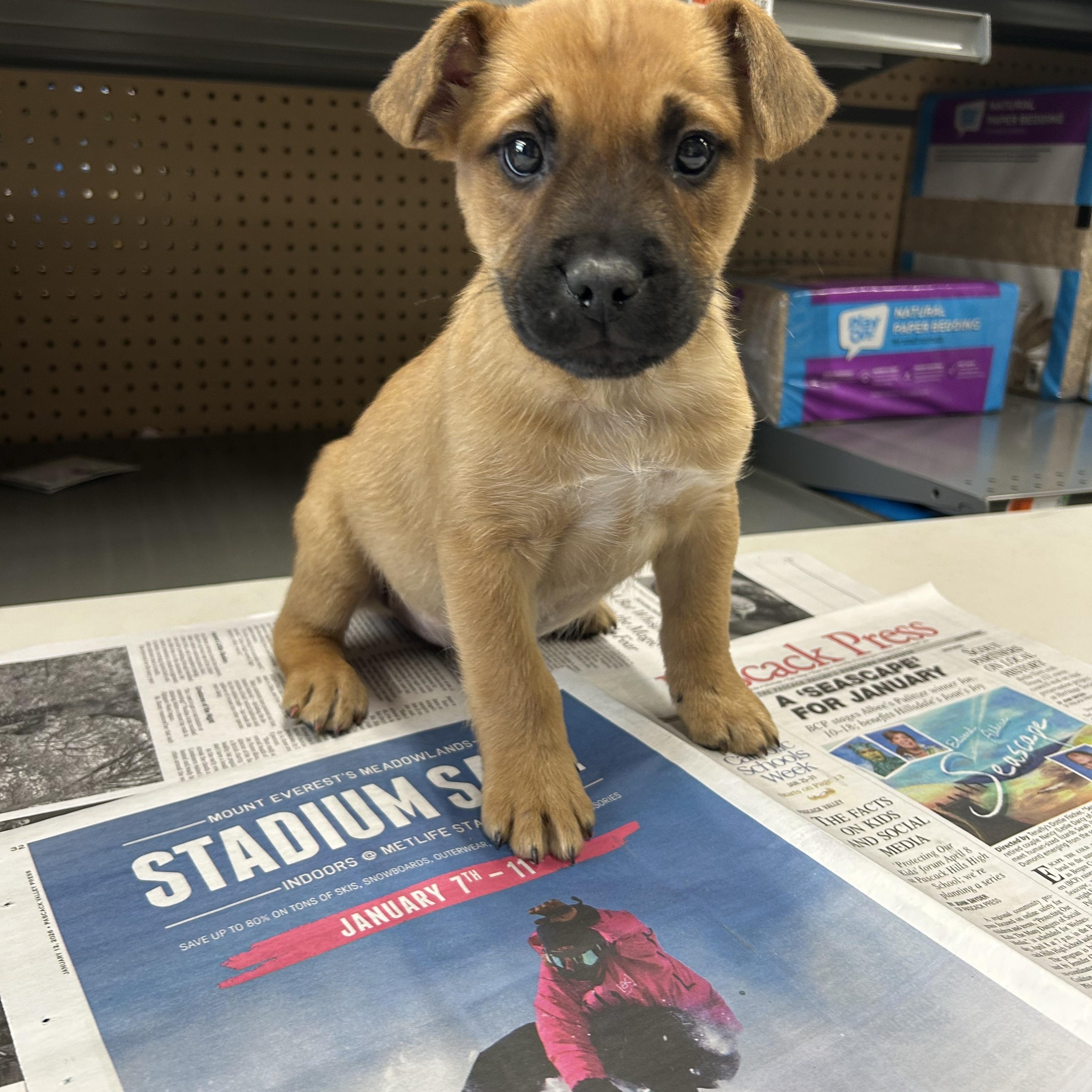 Enlarge Troy, a ADOPTABLE mixed breed in Paramus, NJ image 5/6
