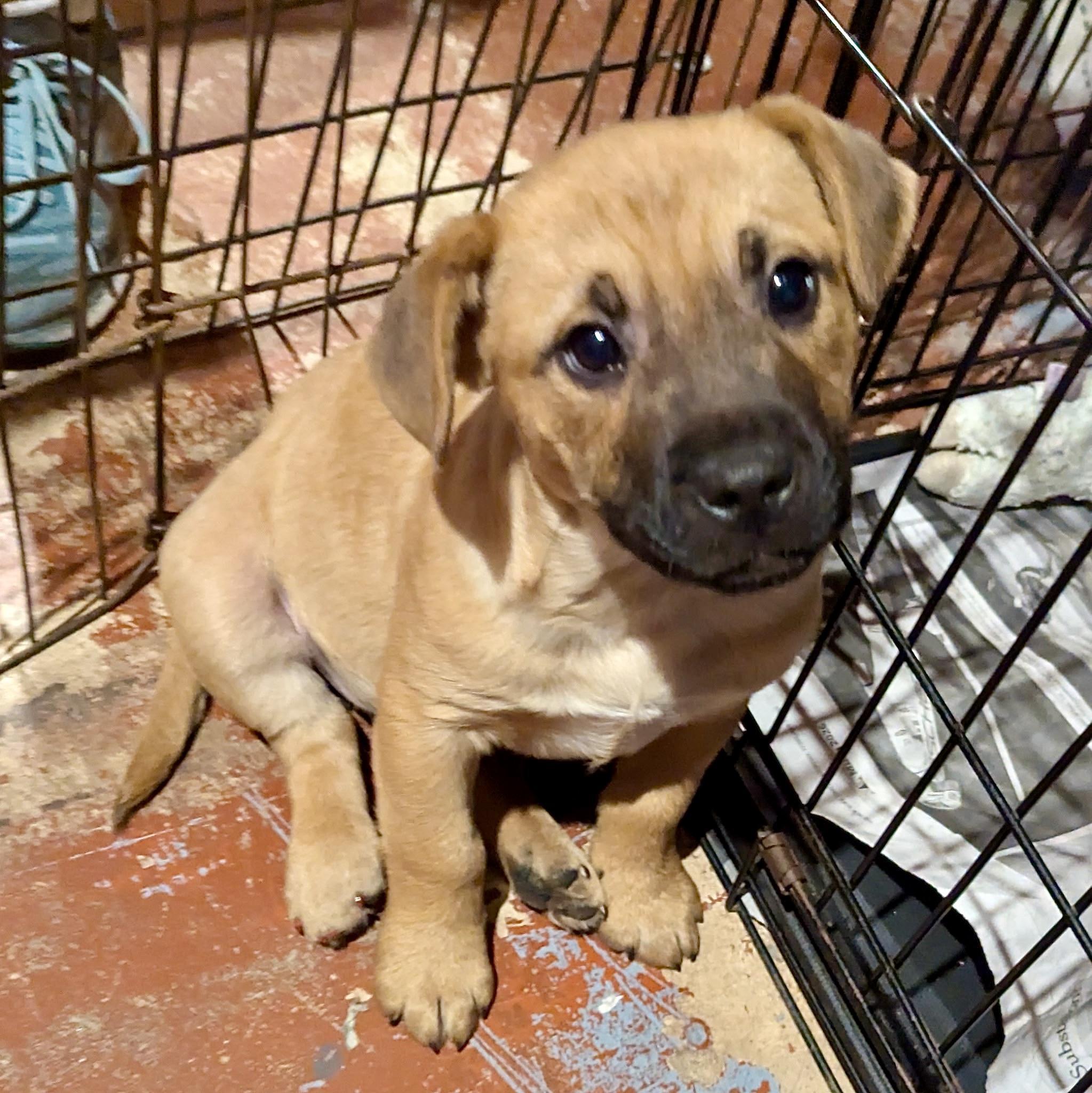 Enlarge Troy, a ADOPTABLE mixed breed in Paramus, NJ image 1/6