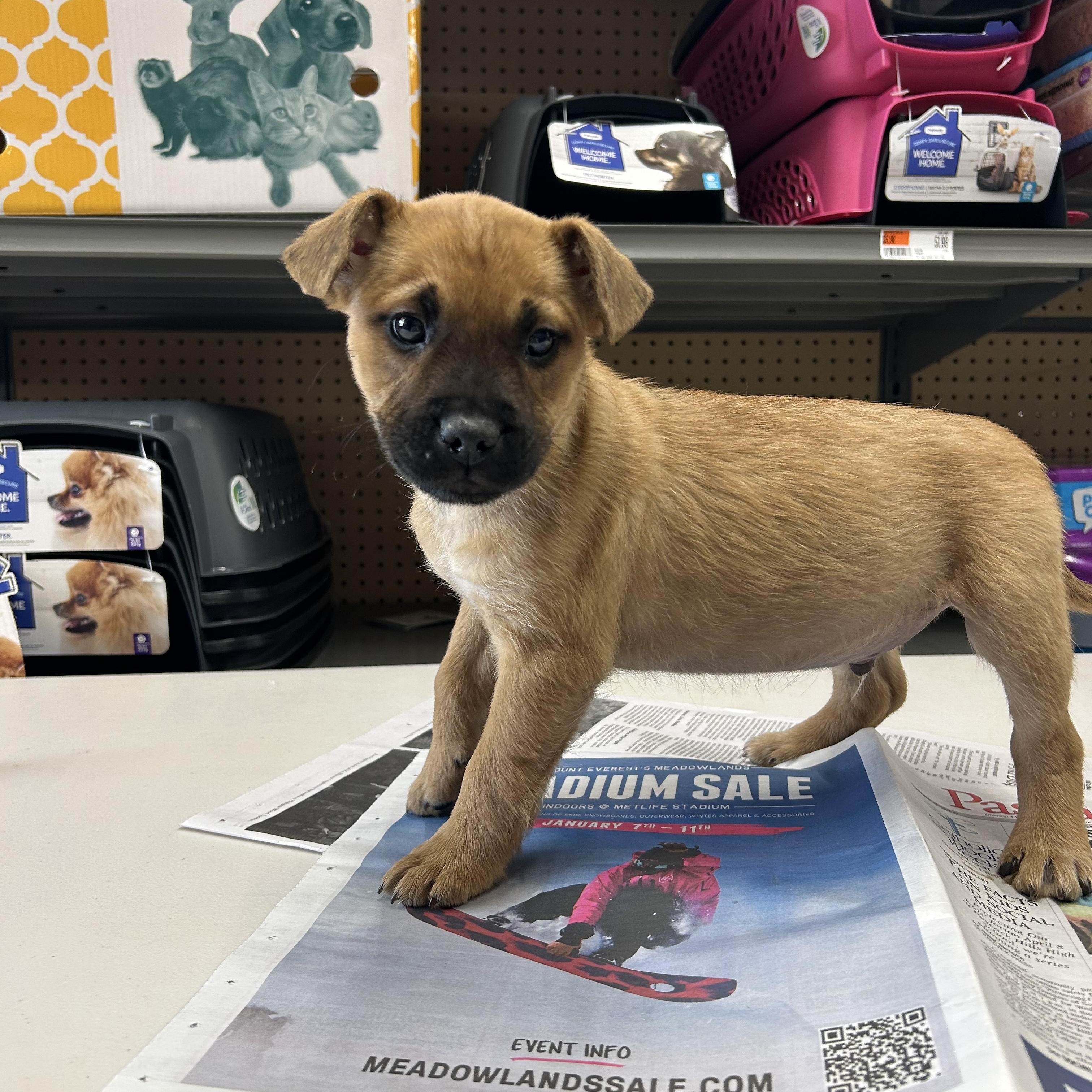 Enlarge Troy, a ADOPTABLE mixed breed in Paramus, NJ image 3/6