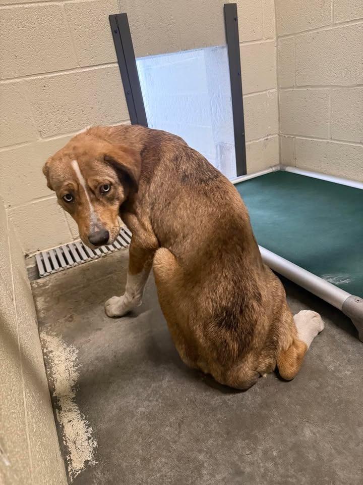 Scrappy, Adoptable, Young Male Shepherd.