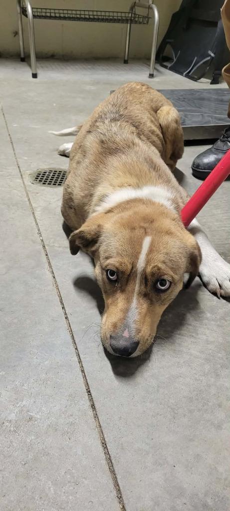Enlarge Scrappy, a Adoptable Shepherd in Shelbyville, TN image 4/6