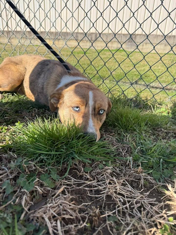 Enlarge Scrappy, a Adoptable Shepherd in Shelbyville, TN image 5/6