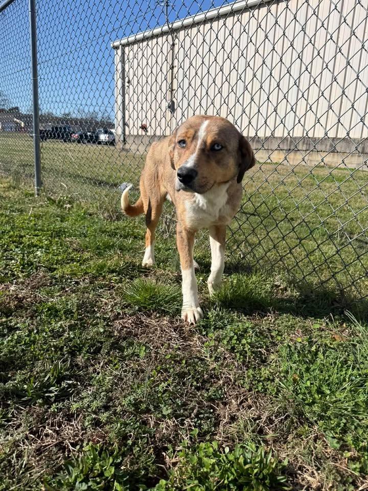 Enlarge Scrappy, a Adoptable Shepherd in Shelbyville, TN image 6/6