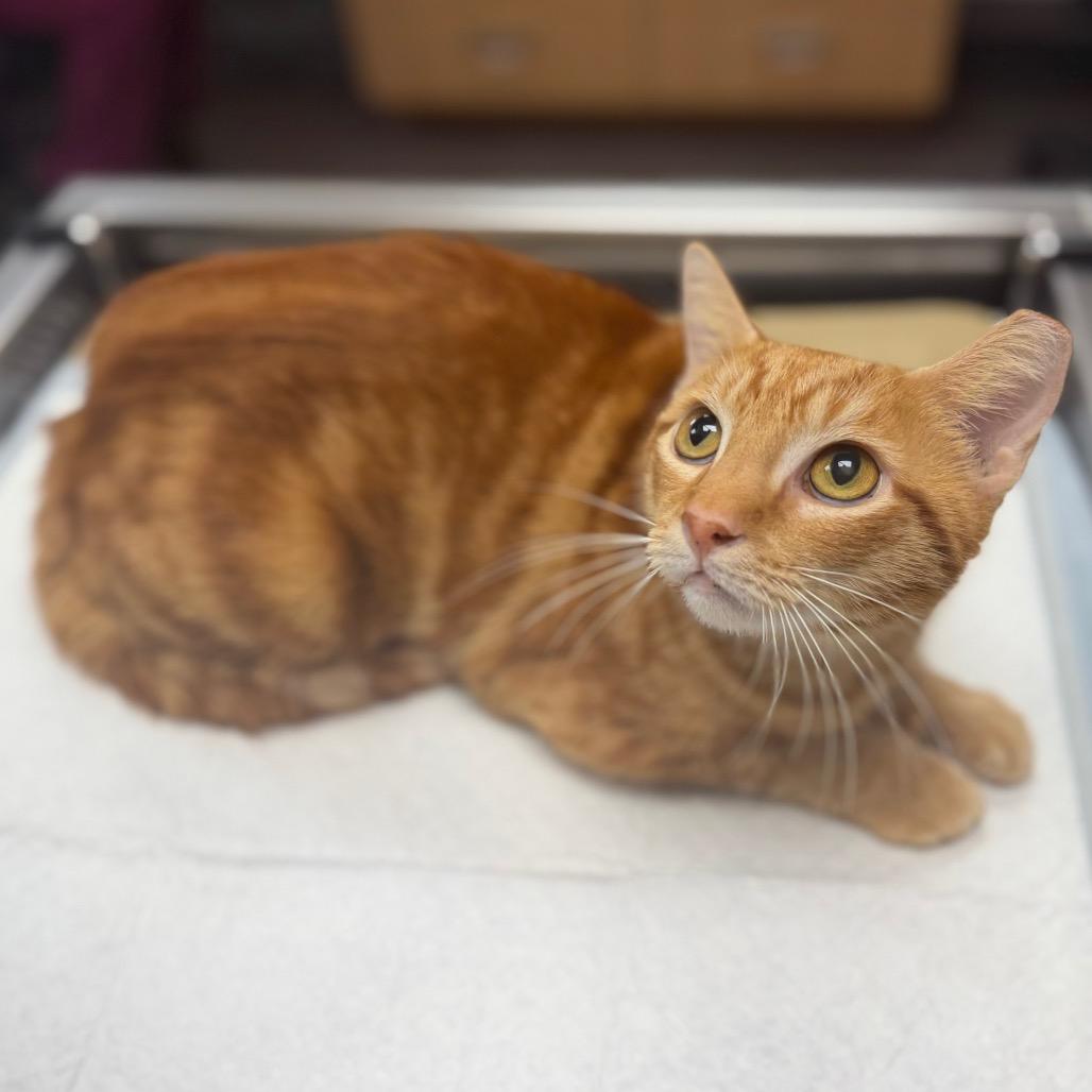 Barb, Adoptable, Adult Female Domestic Short Hair.
