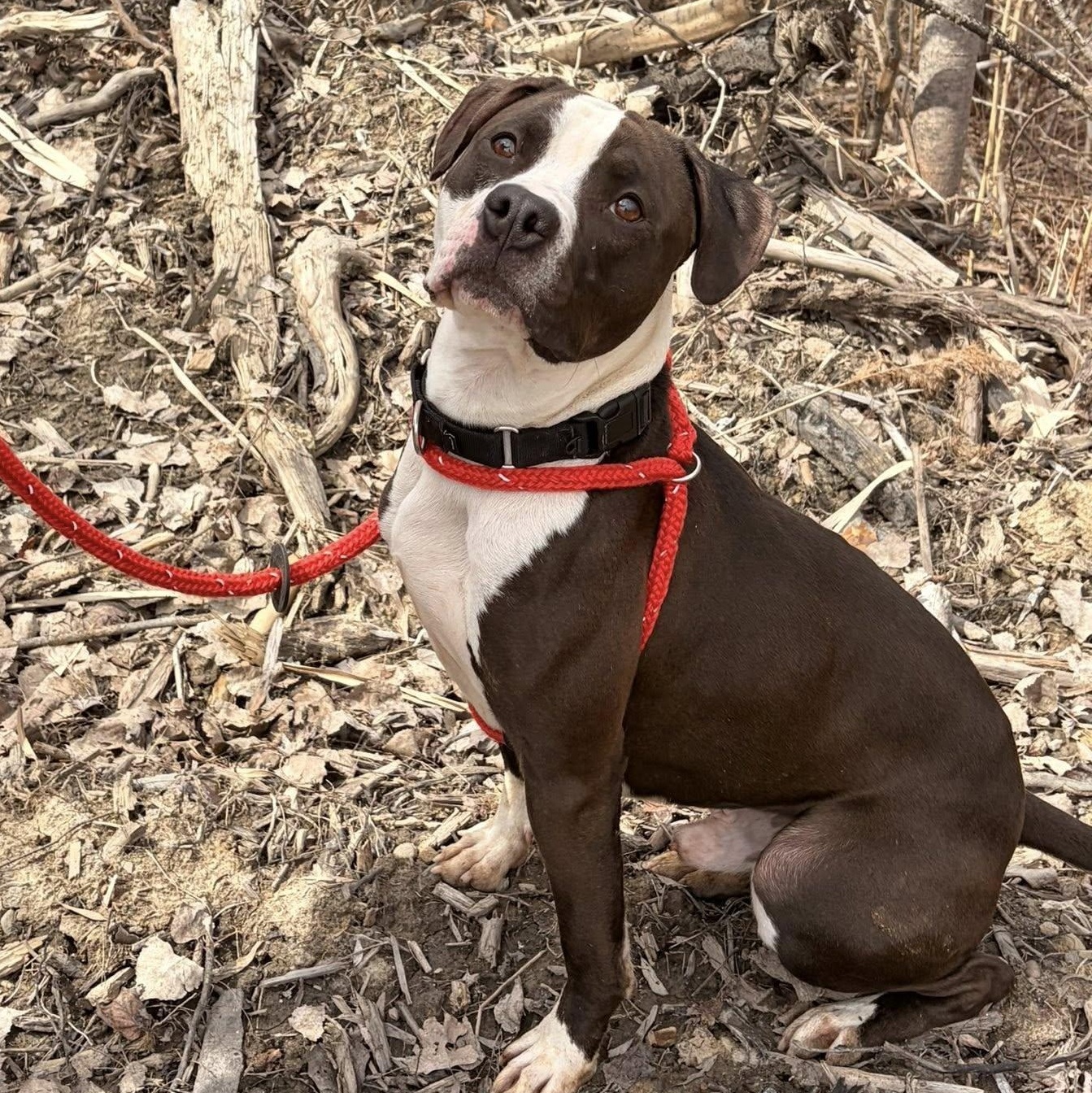 Rye, ADOPTABLE, Young Male Terrier.