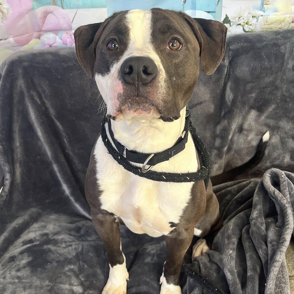 Enlarge Rye, a ADOPTABLE Terrier in North Syracuse, NY image 3/4