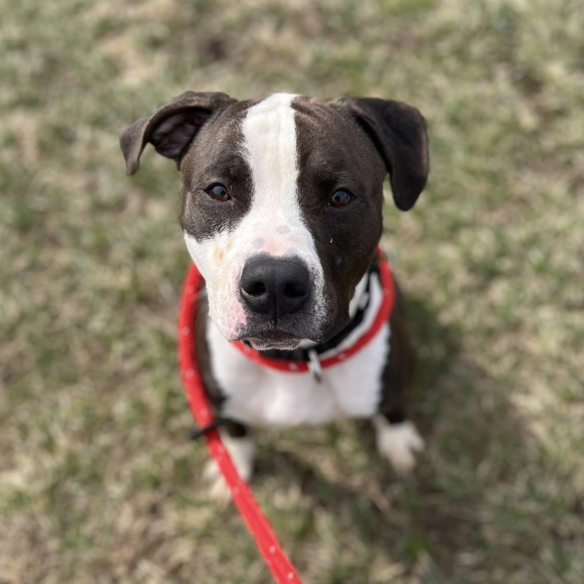 Enlarge Rye, a ADOPTABLE Terrier in North Syracuse, NY image 4/4