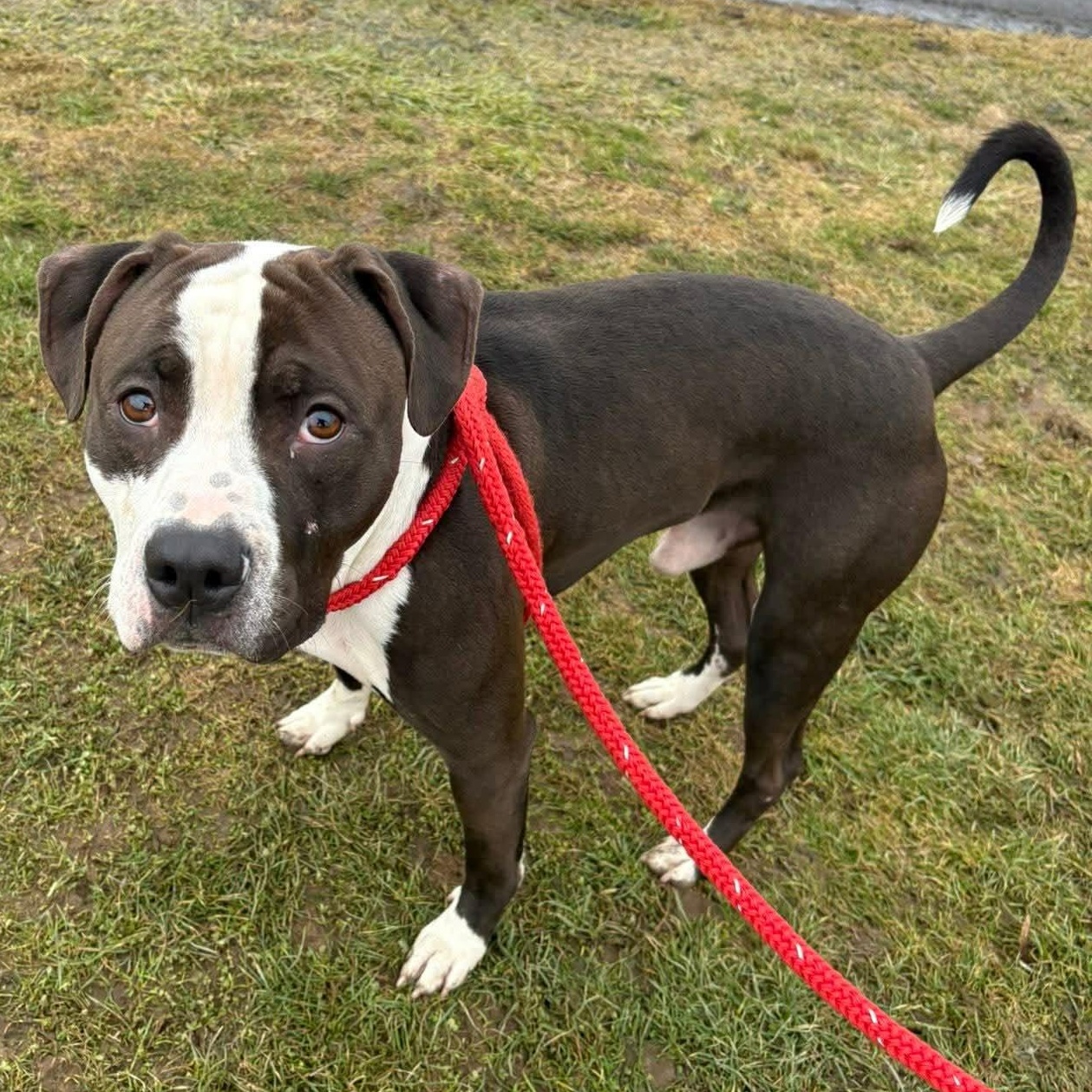 Enlarge Rye, a ADOPTABLE Terrier in North Syracuse, NY image 2/4