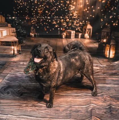 Enlarge Whiskey, a Adoptable mixed breed in Vincennes, IN image 1/2