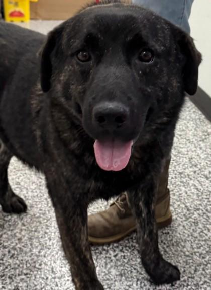 Enlarge Whiskey, a Adoptable mixed breed in Vincennes, IN image 2/2