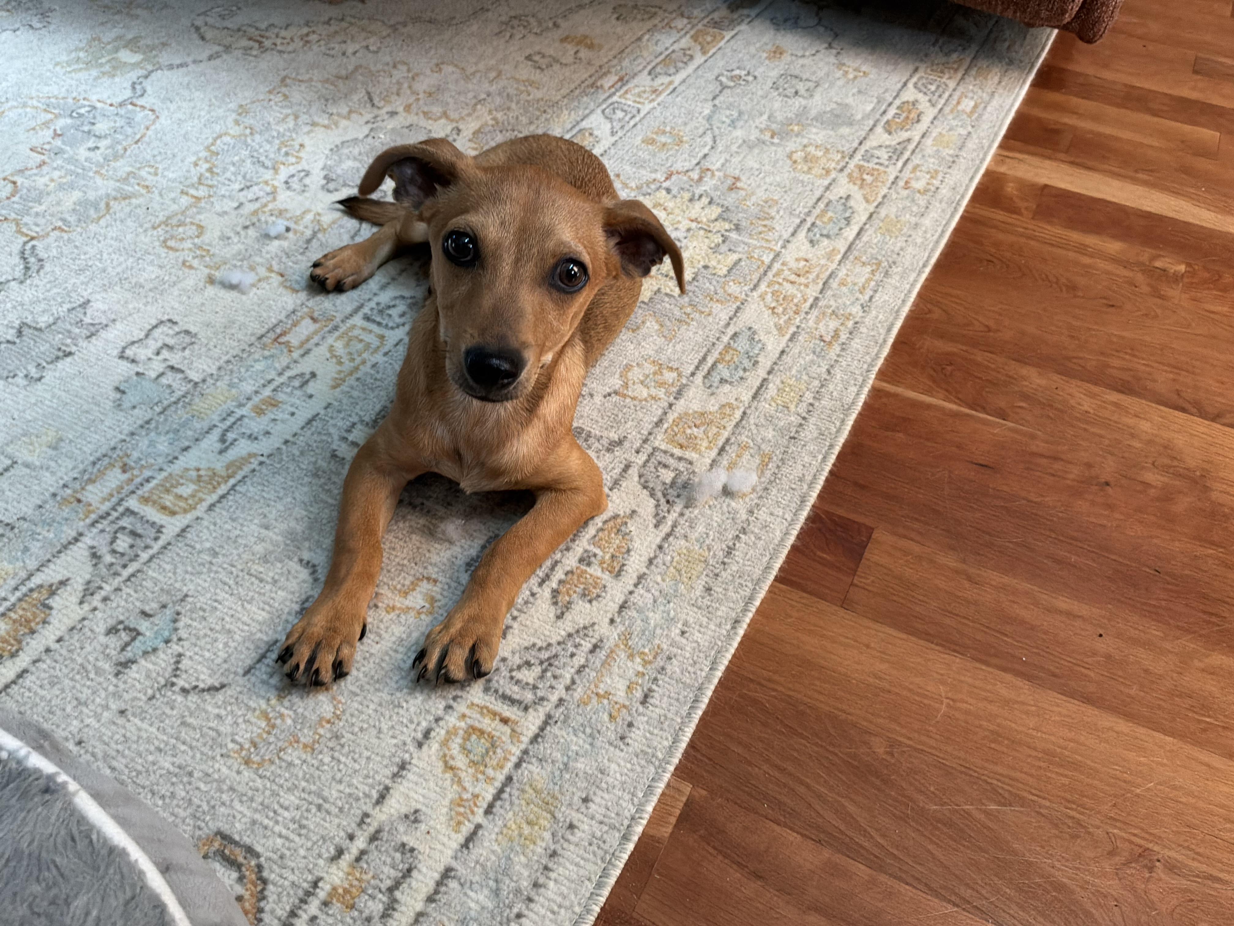 Enlarge Timmie, a ADOPTABLE mixed breed in Barnegat, NJ image 1/6