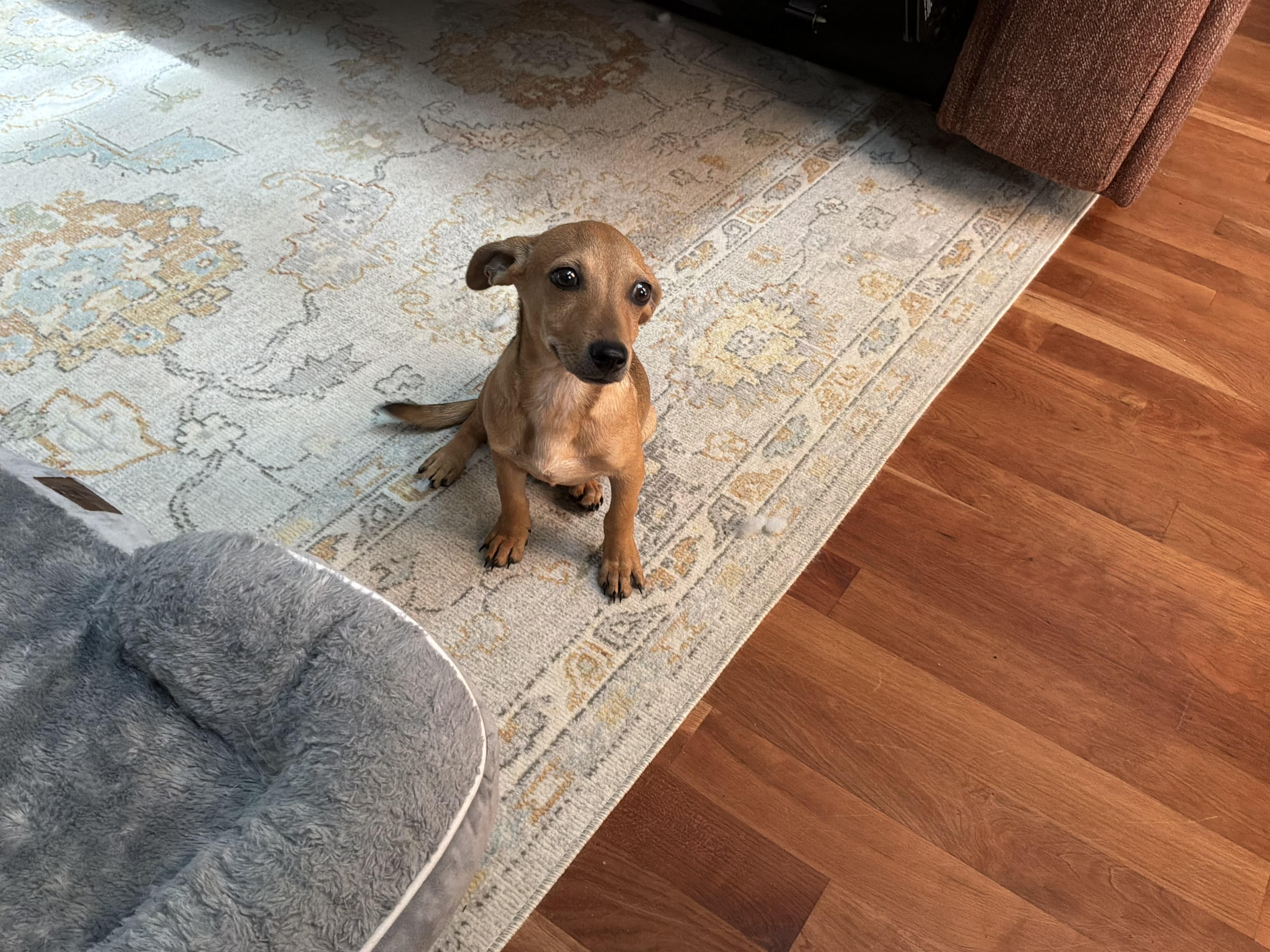 Enlarge Timmie, a ADOPTABLE mixed breed in Barnegat, NJ image 3/6