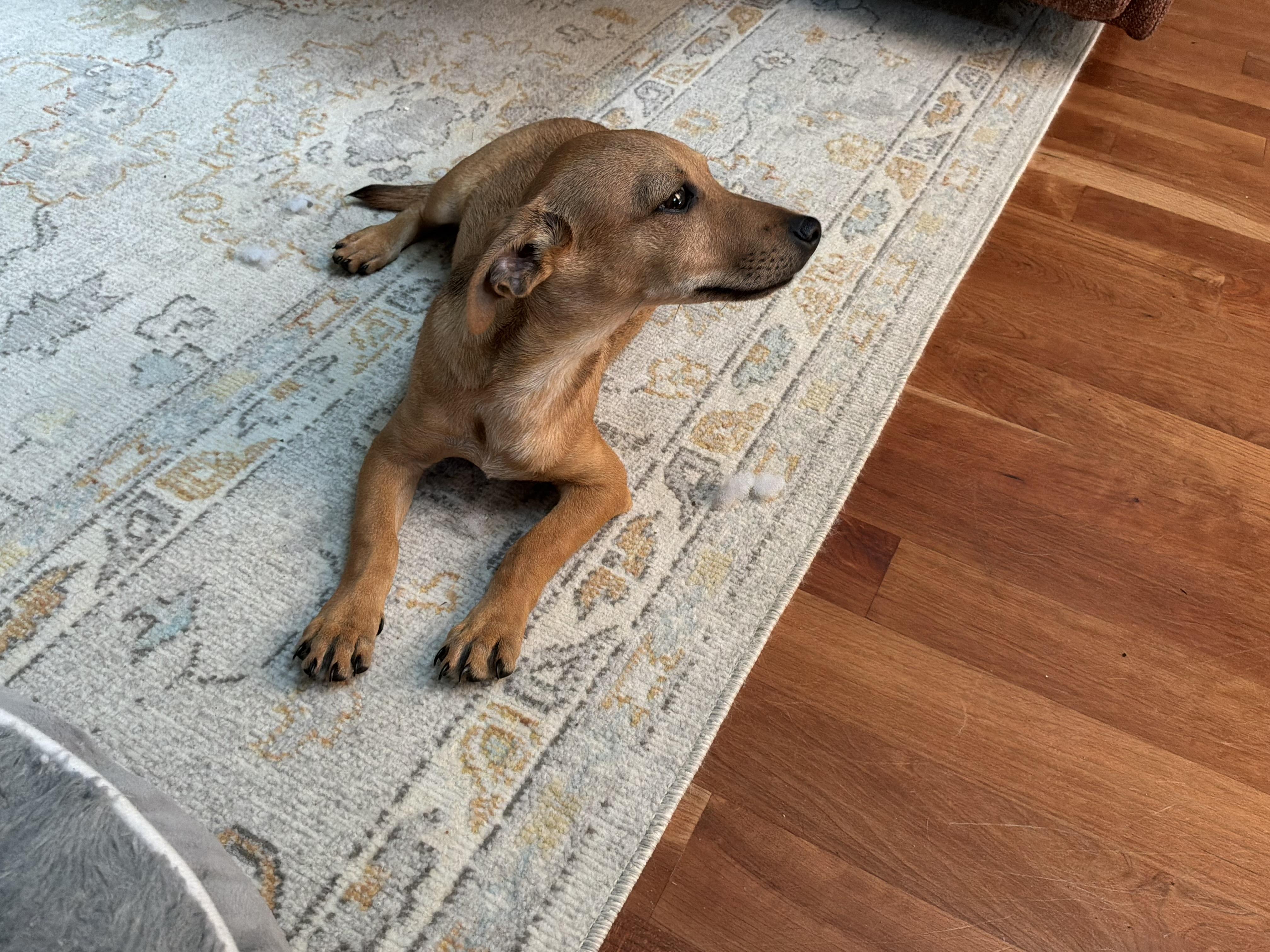 Enlarge Timmie, a ADOPTABLE mixed breed in Barnegat, NJ image 6/6