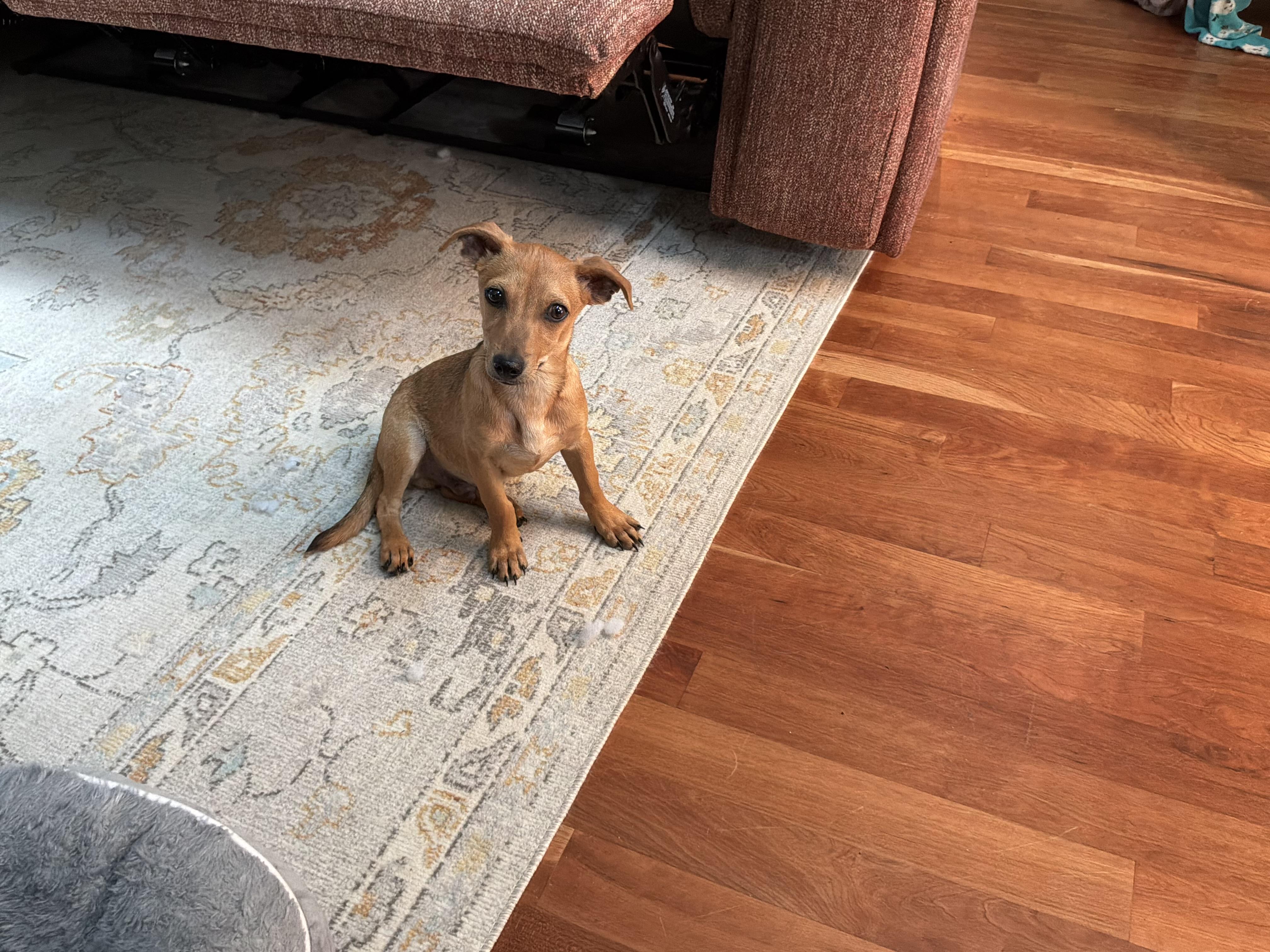 Enlarge Timmie, a ADOPTABLE mixed breed in Barnegat, NJ image 2/6