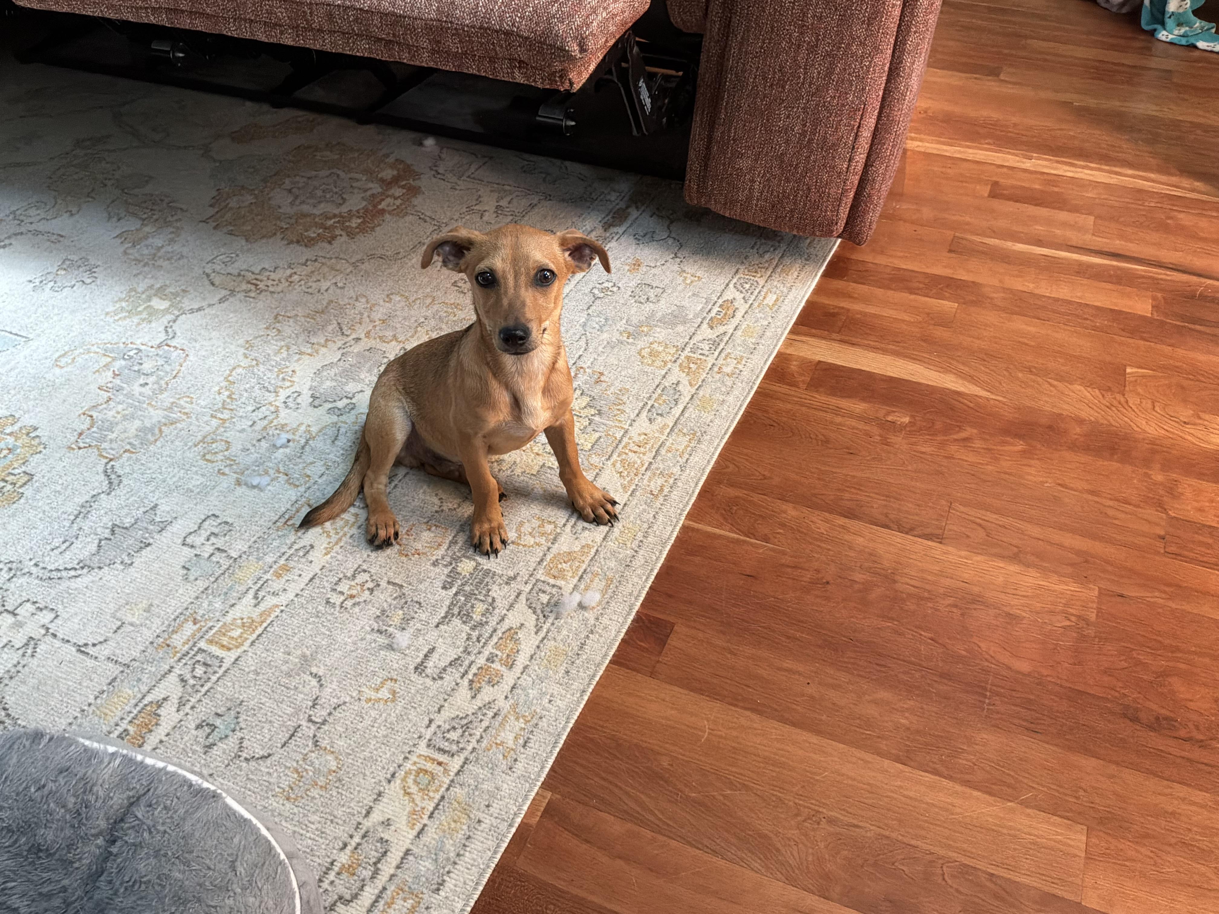 Enlarge Timmie, a ADOPTABLE mixed breed in Barnegat, NJ image 4/6