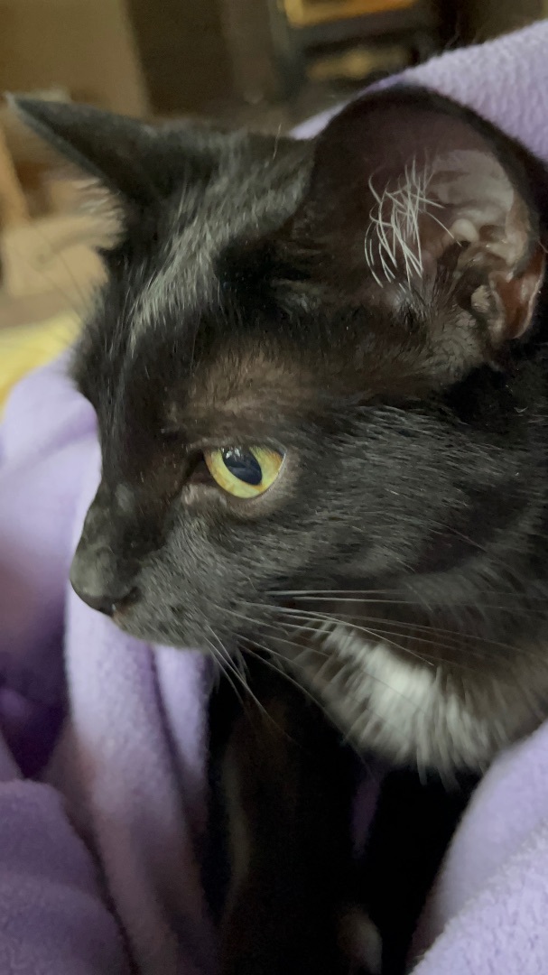 Connie Morgan, a Adoptable mixed breed in Moreno Valley, CA image 4/6