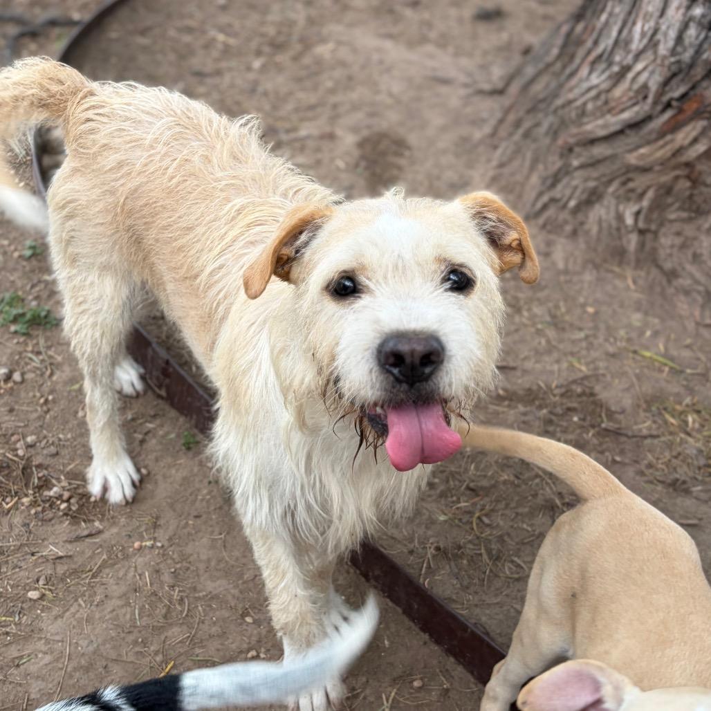 Enlarge Whiskey, a Adoptable mixed breed in Laredo, TX image 1/4