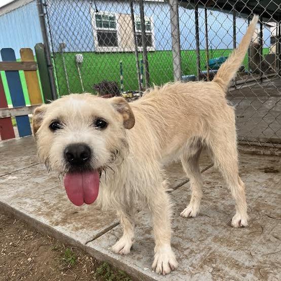 Enlarge Whiskey, a Adoptable mixed breed in Laredo, TX image 1/2