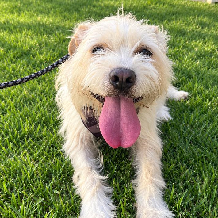 Enlarge Whiskey, a Adoptable mixed breed in Laredo, TX image 3/6