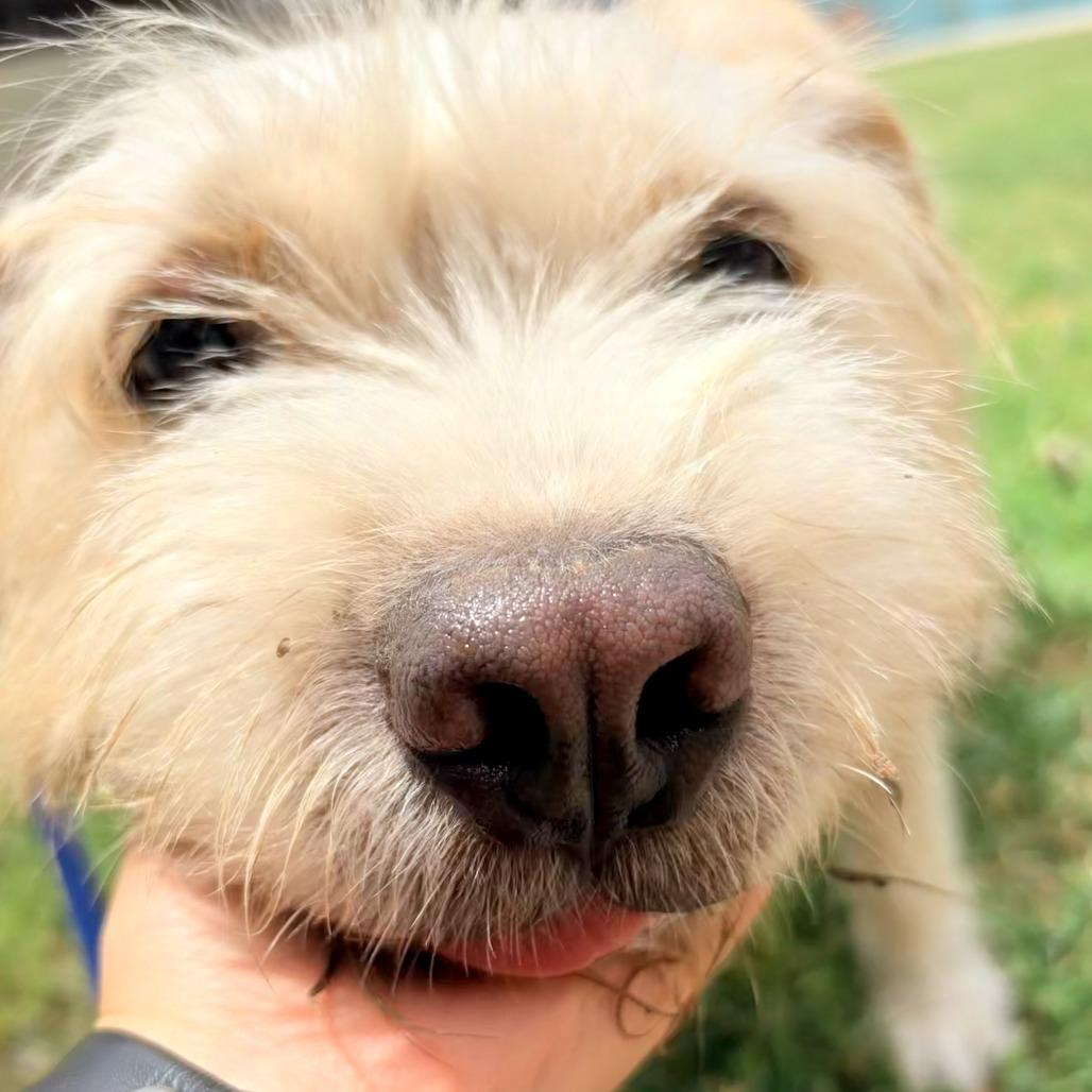 Enlarge Whiskey, a Adoptable mixed breed in Laredo, TX image 4/6