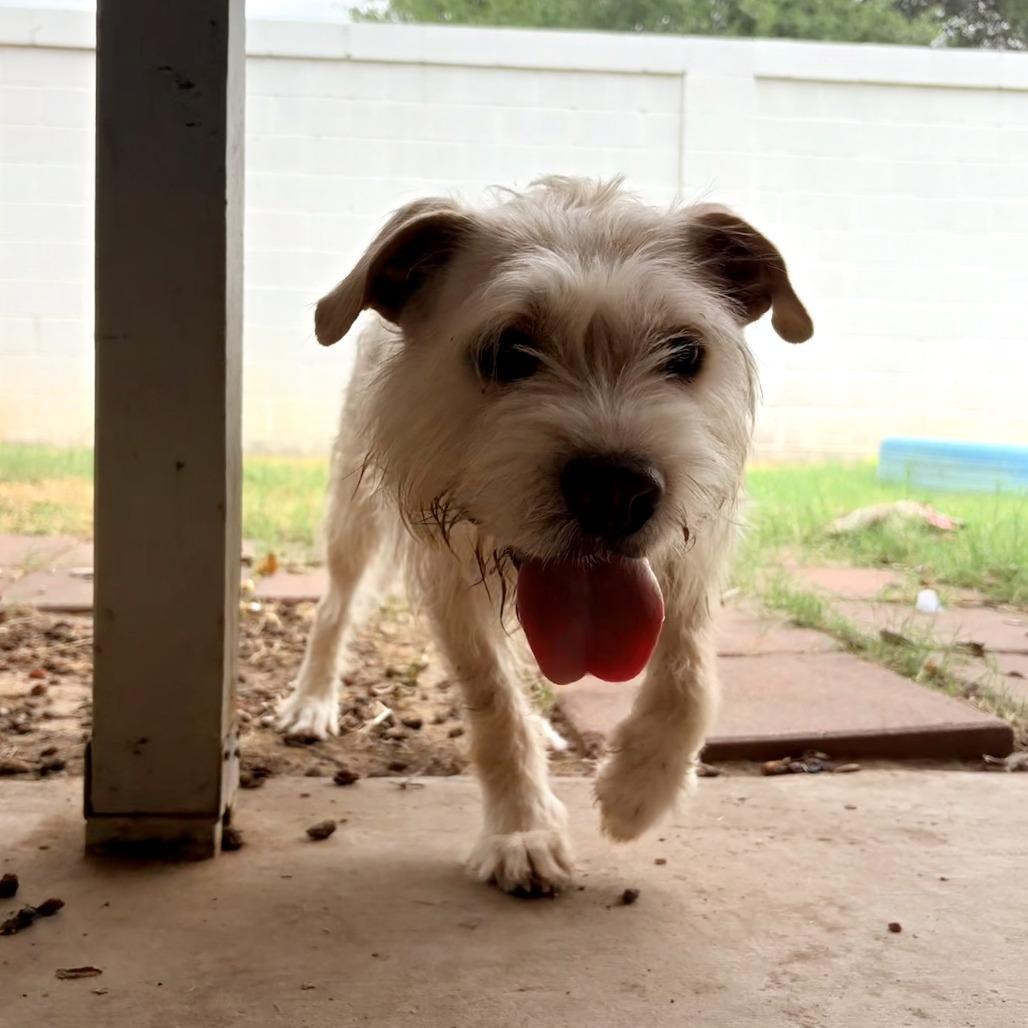 Enlarge Whiskey, a Adoptable mixed breed in Laredo, TX image 5/6