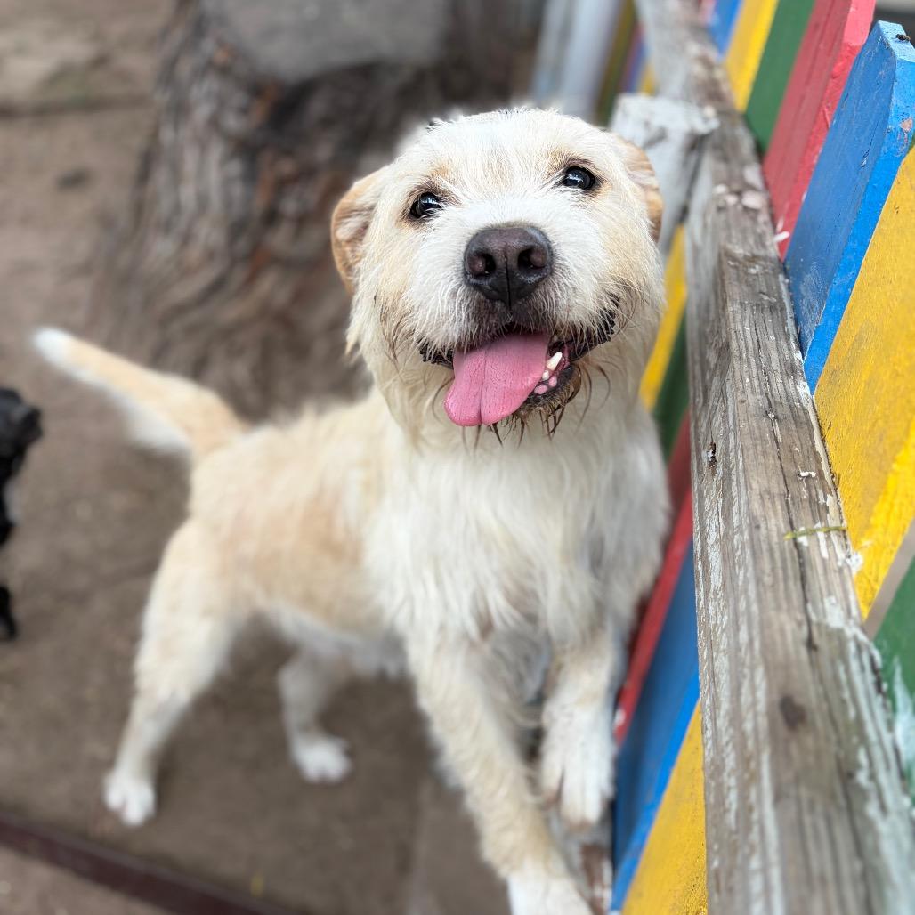 Enlarge Whiskey, a Adoptable mixed breed in Laredo, TX image 4/4