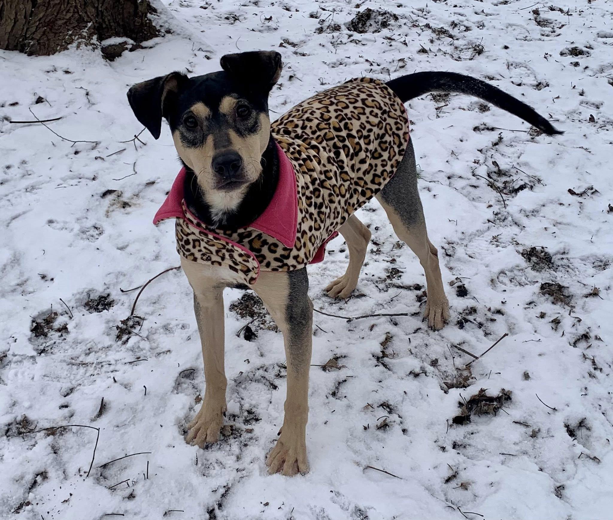 Enlarge Perdita, an adoptable mixed breed in Dayton, OH image 3/6