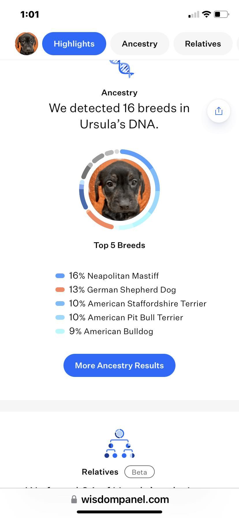 Enlarge Perdita, a Adoptable mixed breed in Dayton, OH image 6/6