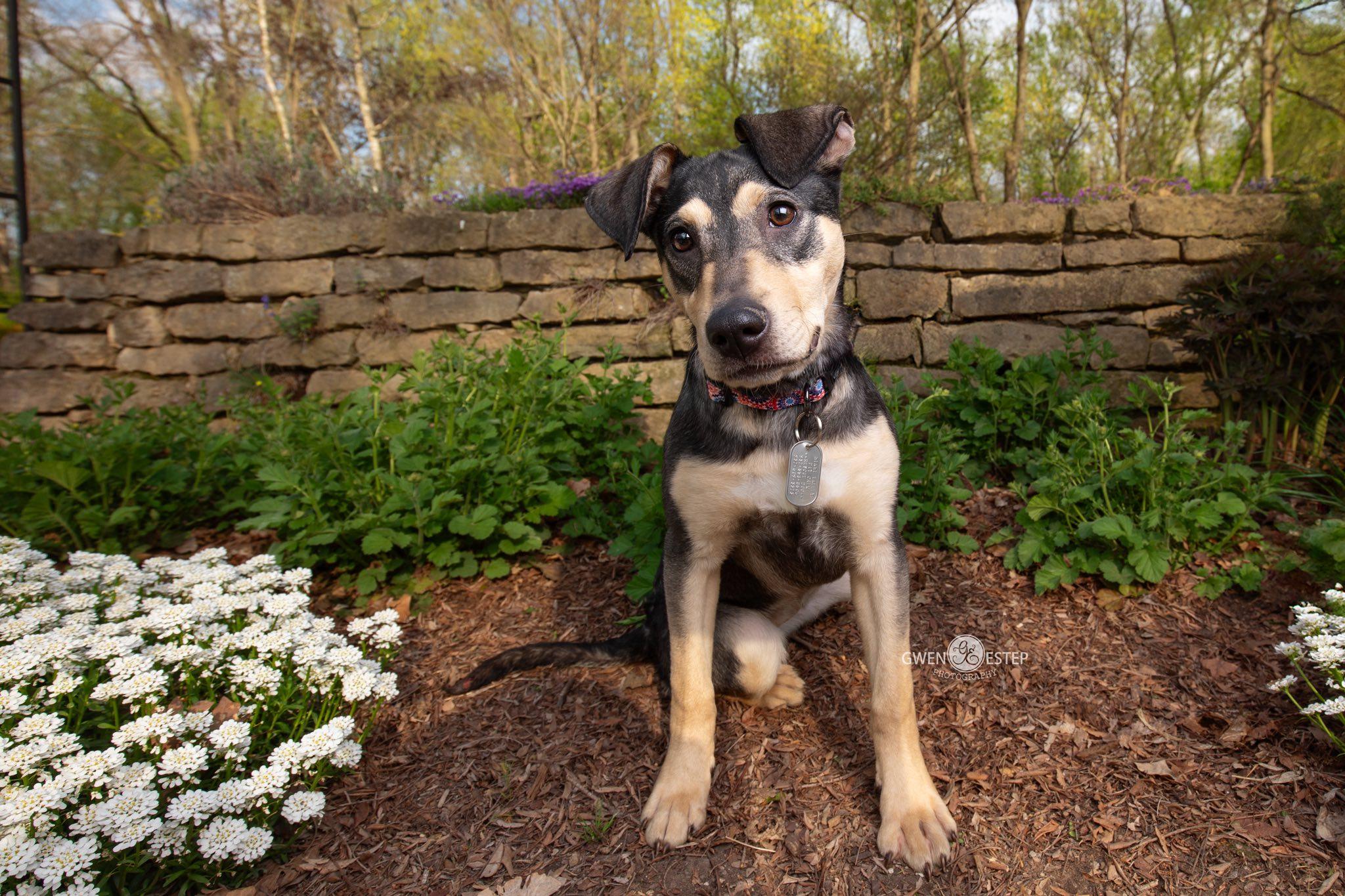 Enlarge Perdita, a Adoptable mixed breed in Dayton, OH image 5/6