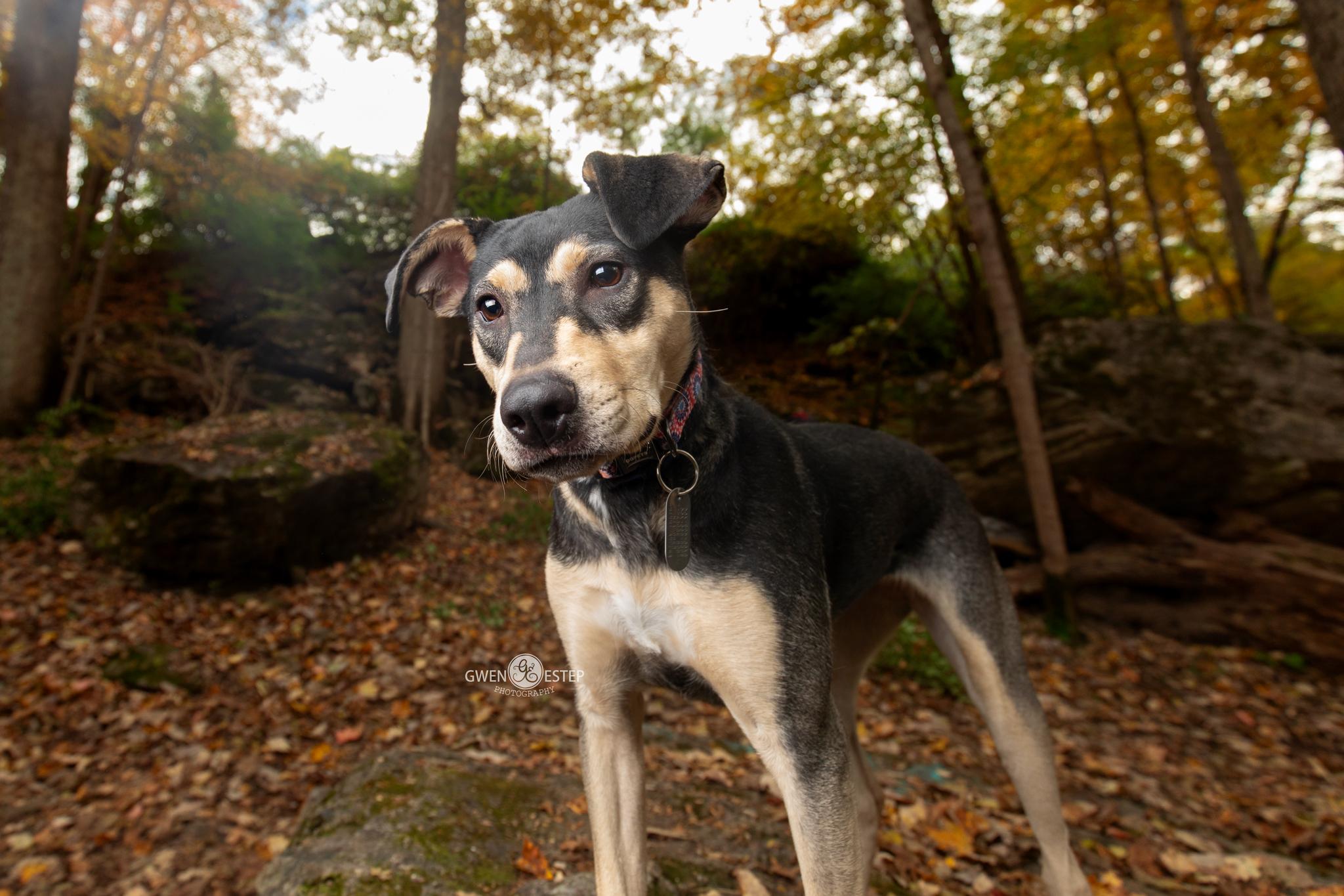 Enlarge Perdita, a Adoptable mixed breed in Dayton, OH image 2/6