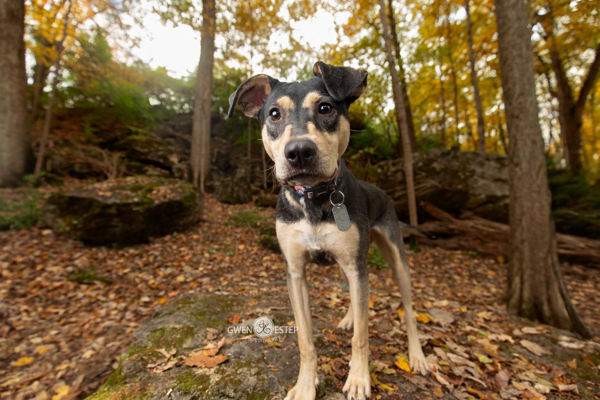 Enlarge Perdita, a Adoptable mixed breed in Dayton, OH image 1/6