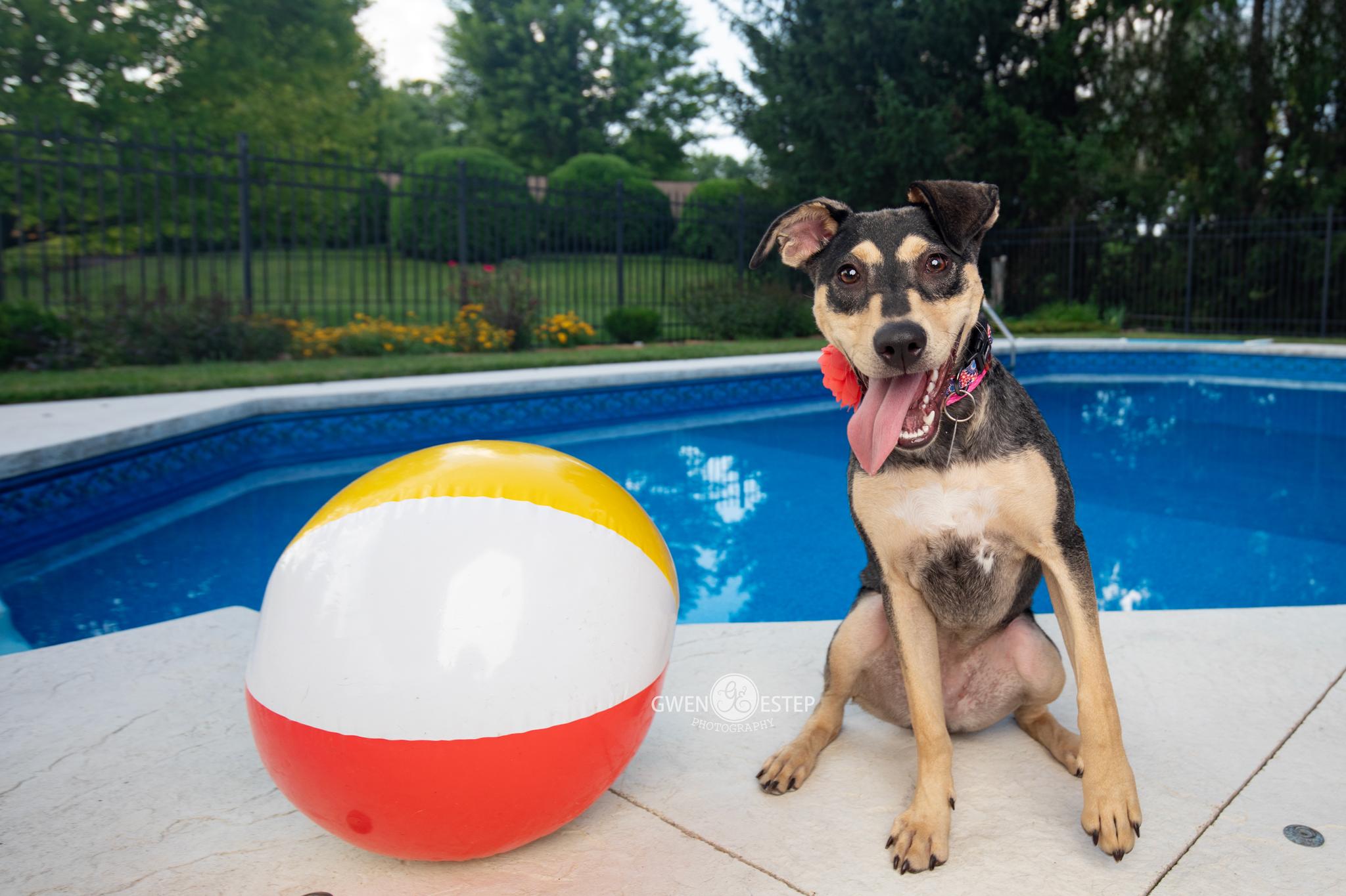 Enlarge Perdita, a Adoptable mixed breed in Dayton, OH image 4/6