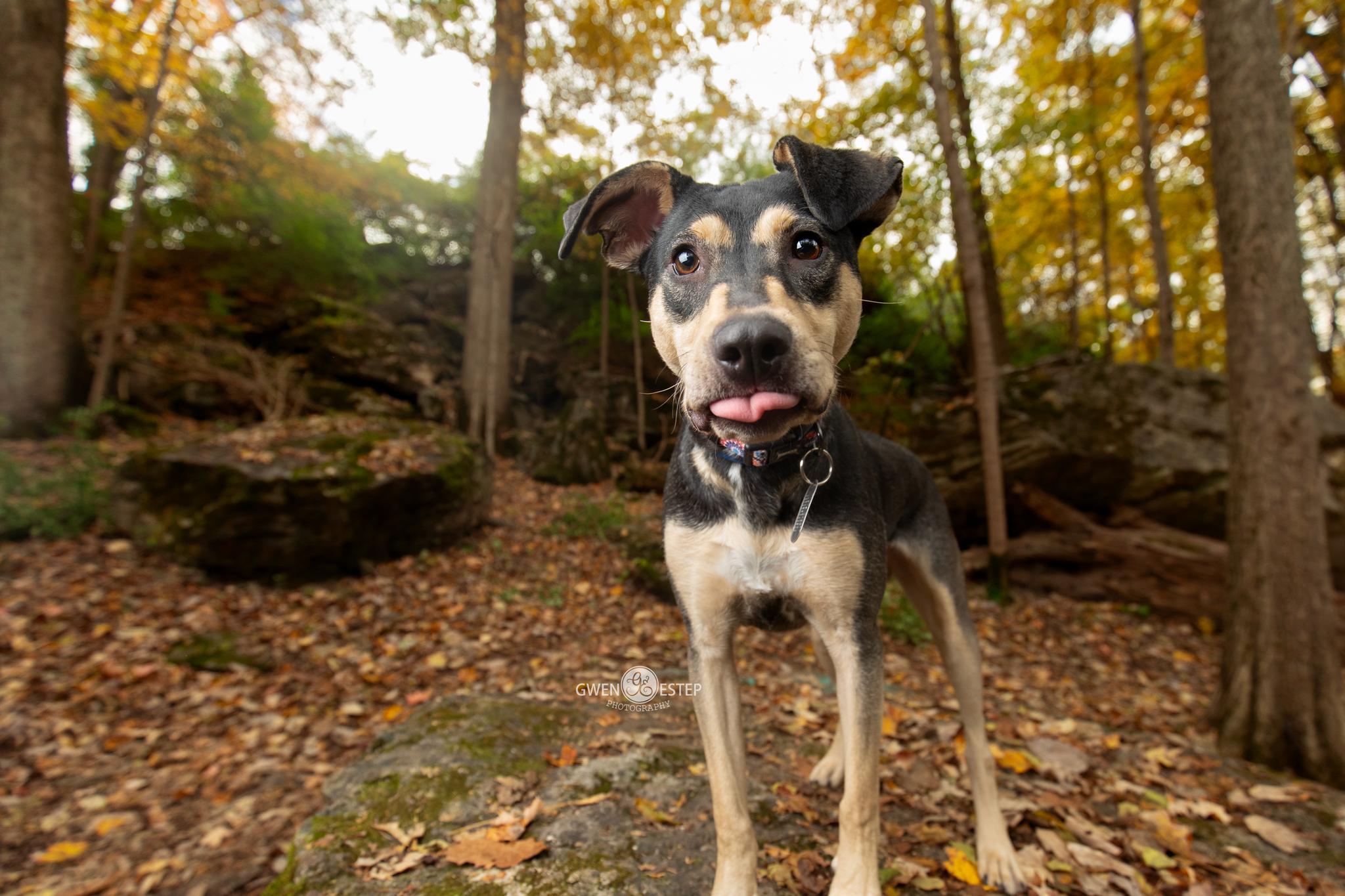 Enlarge Perdita, a Adoptable mixed breed in Dayton, OH image 3/6