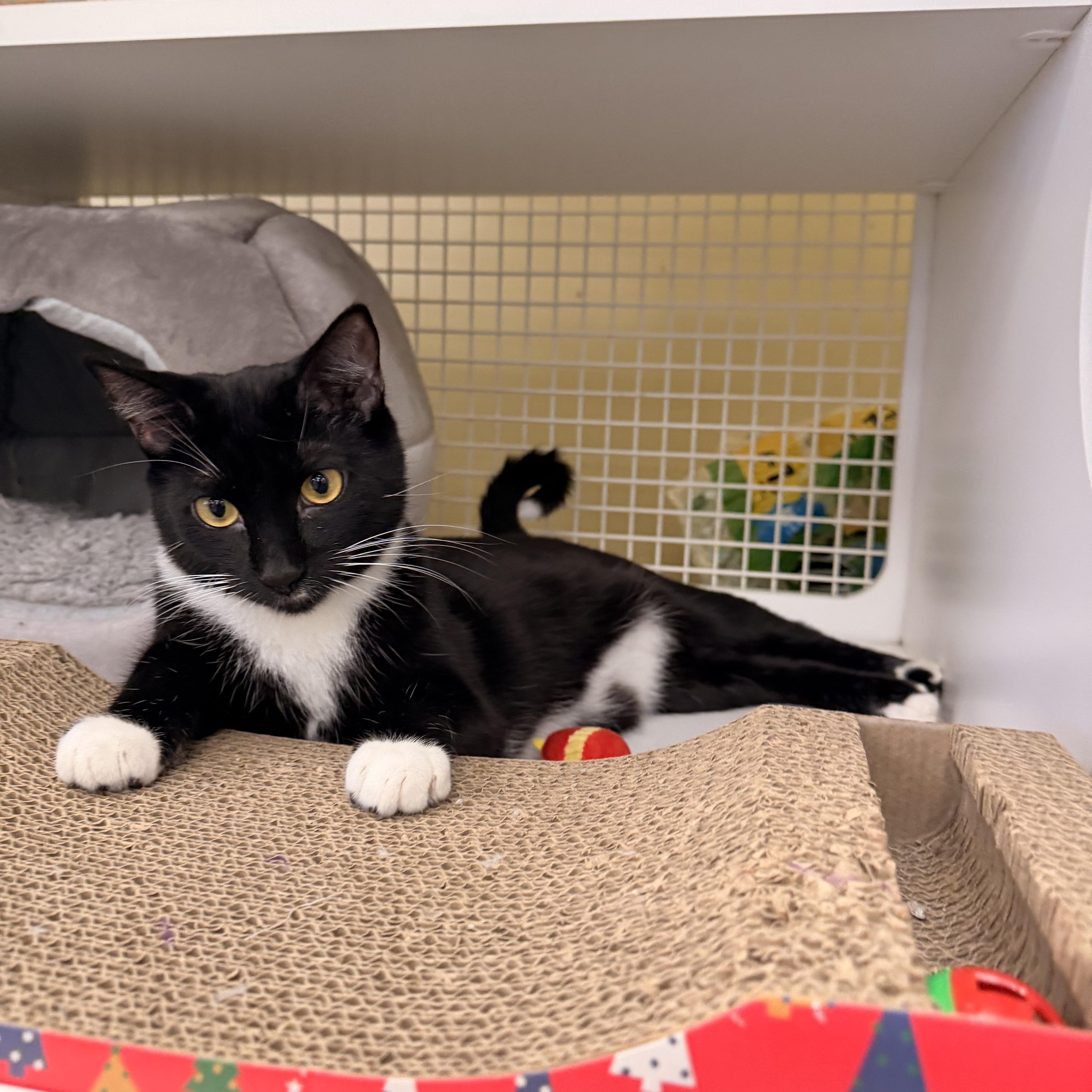 Enlarge ROCCO, a ADOPTABLE Tuxedo in New York, NY image 6/6