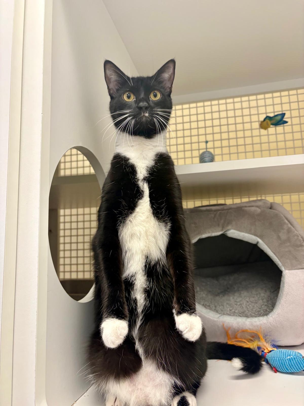 Enlarge ROCCO, a ADOPTABLE Tuxedo in New York, NY image 4/6