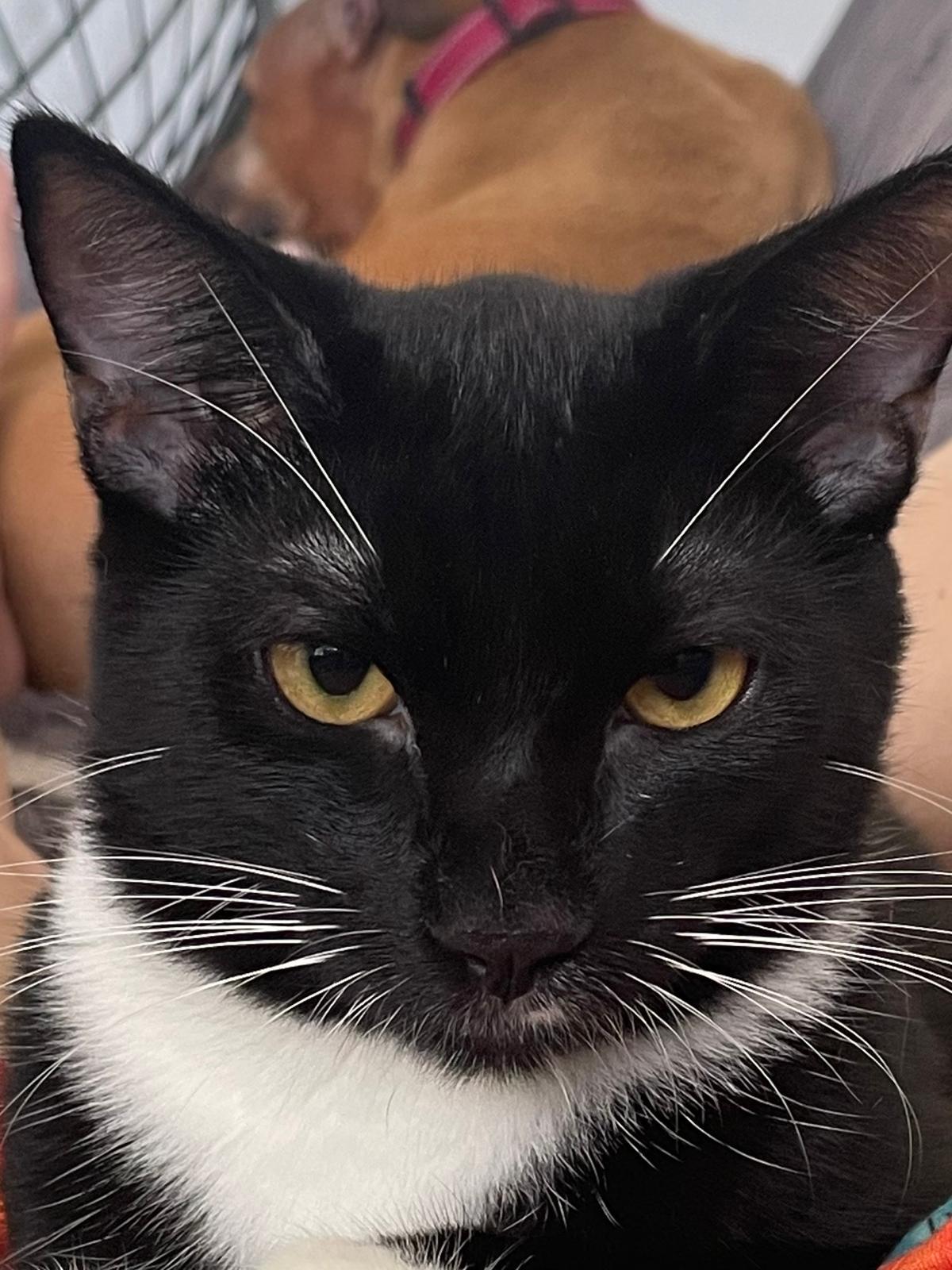 Enlarge ROCCO, a ADOPTABLE Domestic Short Hair in New York, NY image 2/3