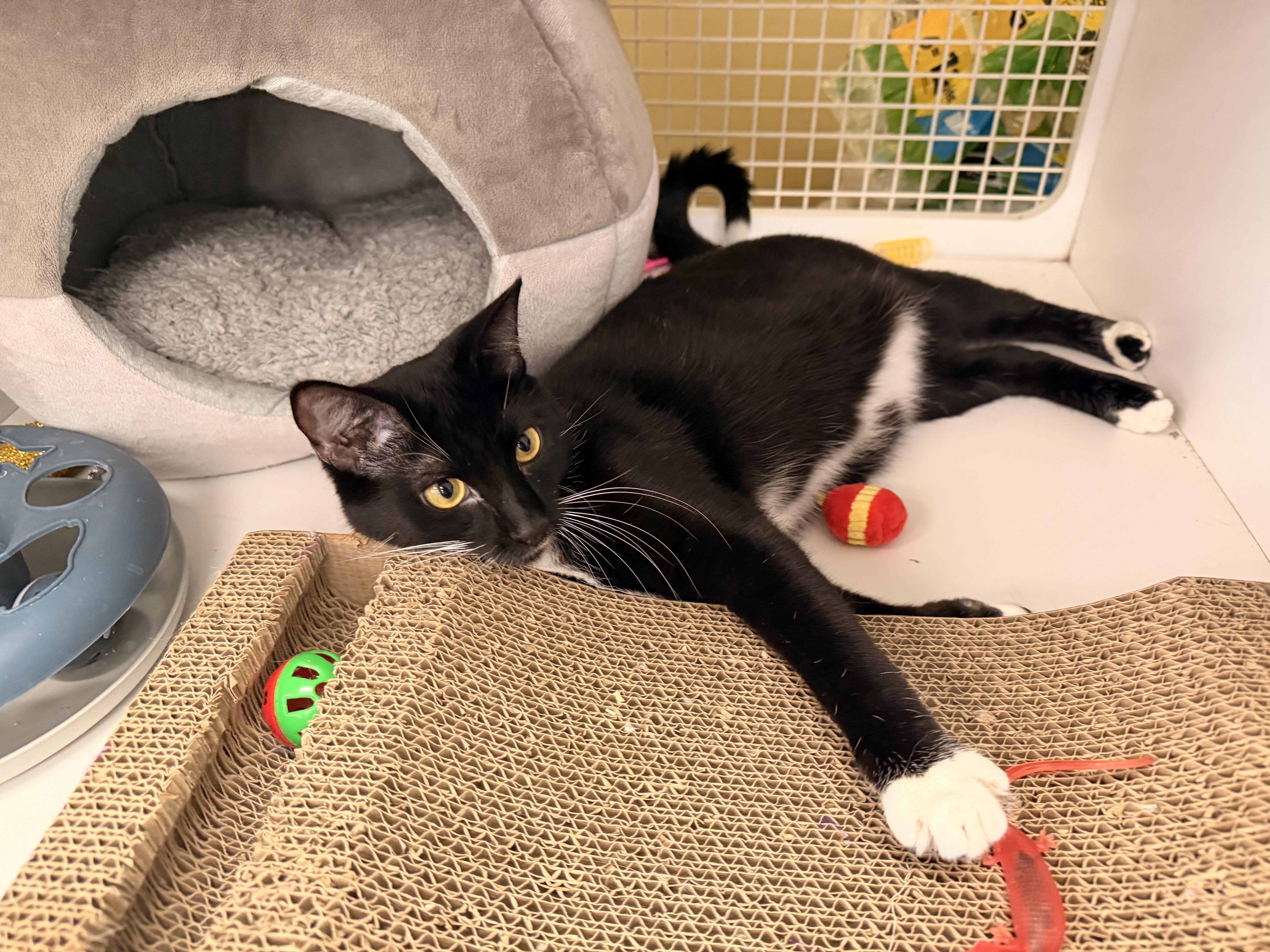 Enlarge ROCCO, a ADOPTABLE Tuxedo in New York, NY image 5/6