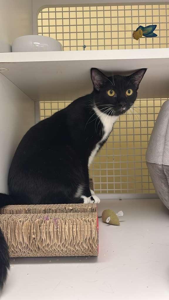 Enlarge ROCCO, a ADOPTABLE Tuxedo in New York, NY image 3/6