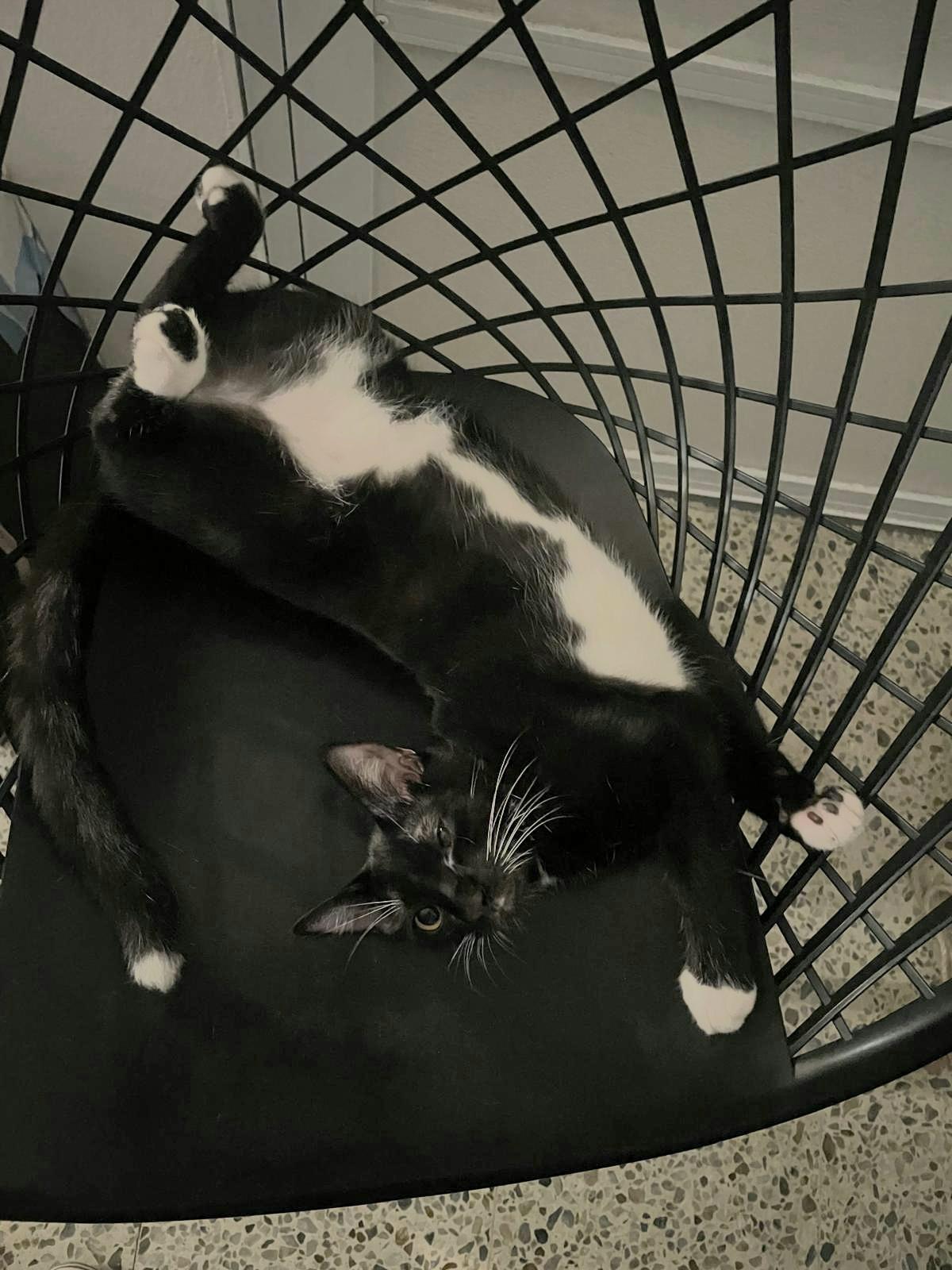 ROCCO, ADOPTABLE, Young Male Domestic Short Hair.