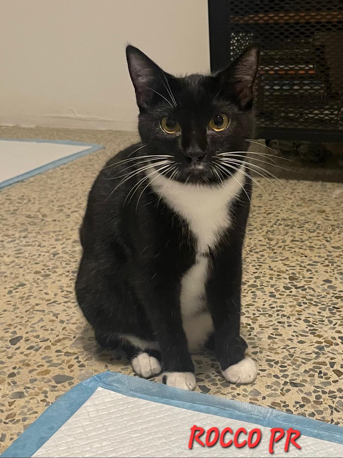 Enlarge ROCCO, a ADOPTABLE Domestic Short Hair in New York, NY image 3/3