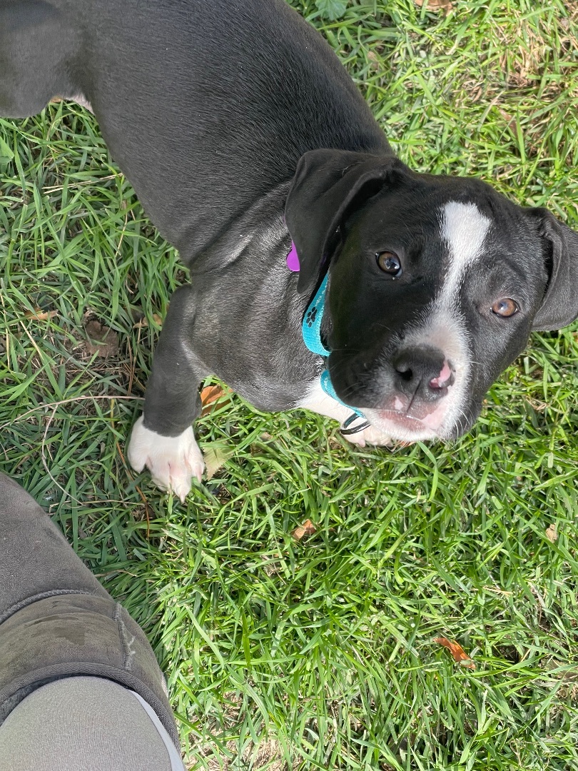 Oreo, a Adopted mixed breed in Madison, MN image 1/5