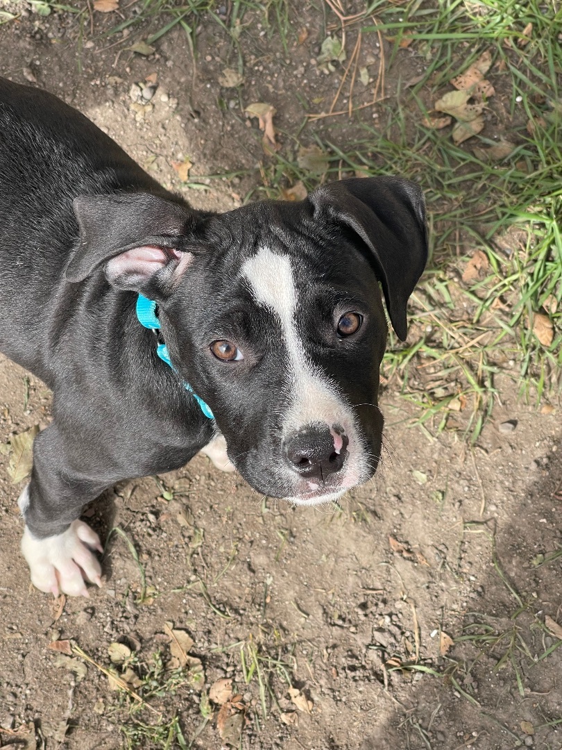 Oreo, a Adopted mixed breed in Madison, MN image 3/5