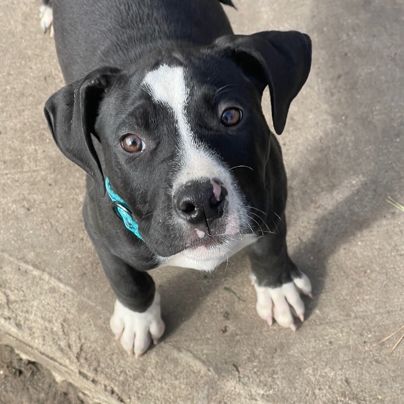 Oreo, a Adopted mixed breed in Madison, MN image 4/5